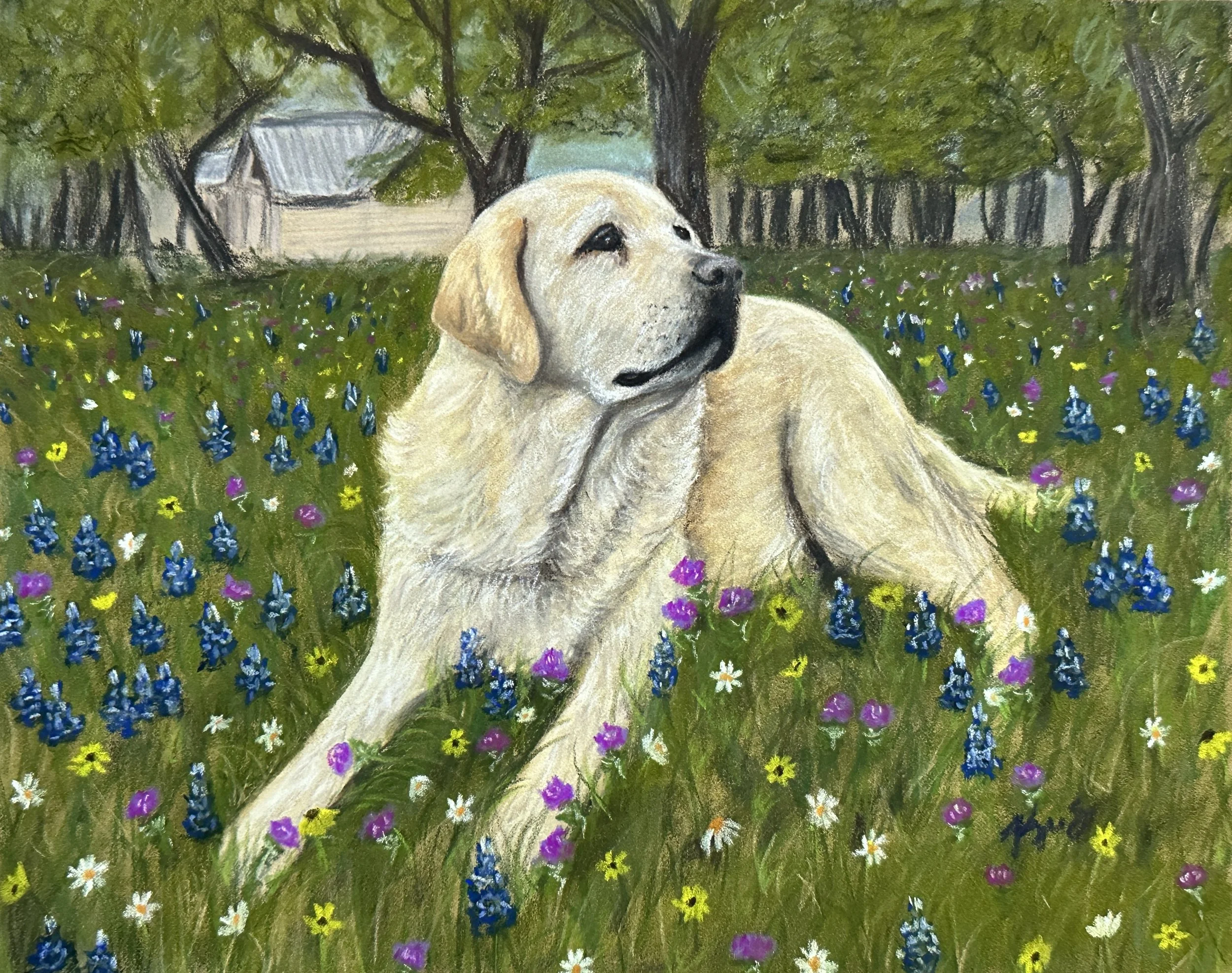 Yellow lab pet portrait in a field of flowers.