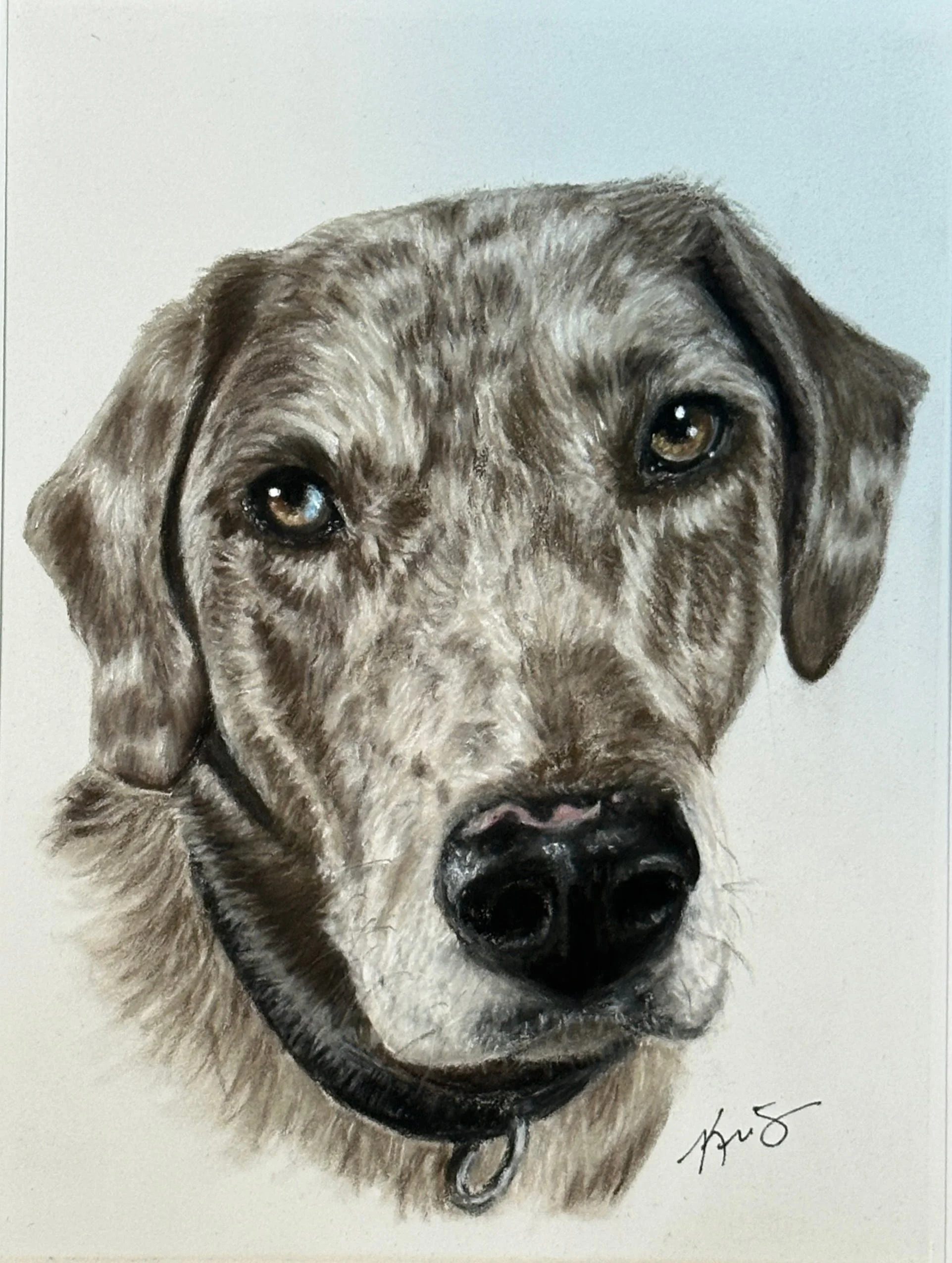 Catahoula pet portrait.