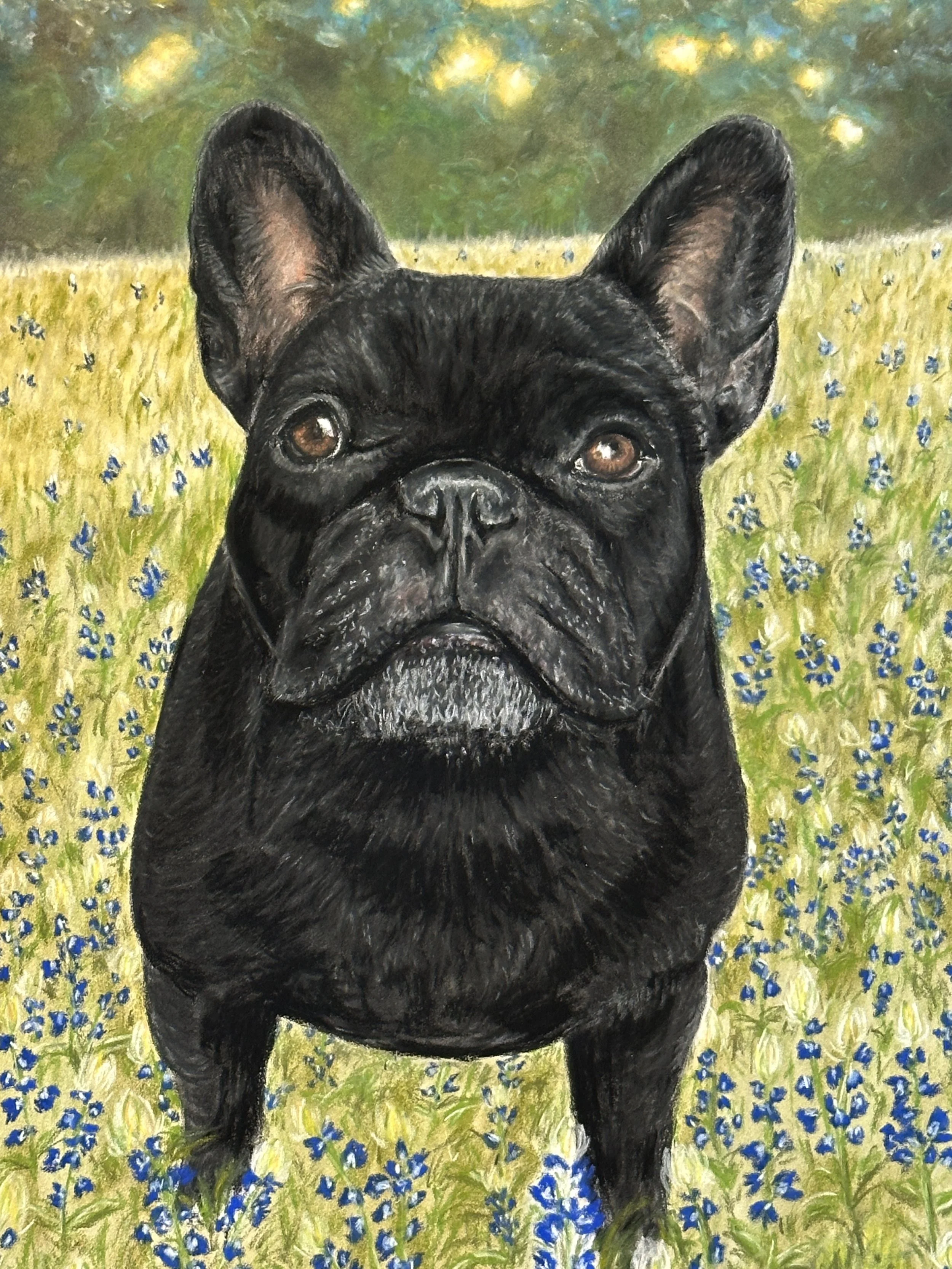French bull dog pet portrait in a field of bluebonnets.