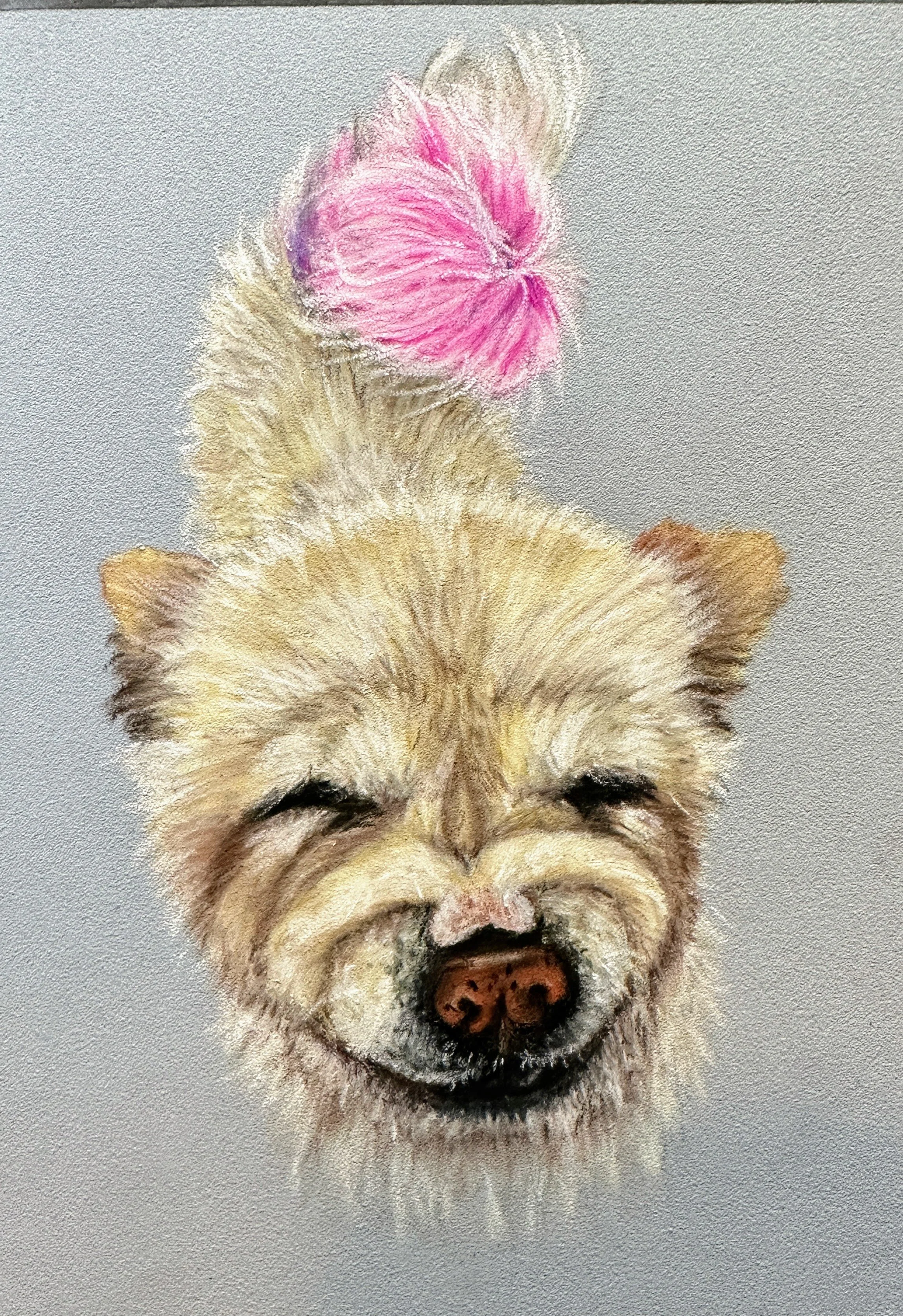 Chow pet portrait