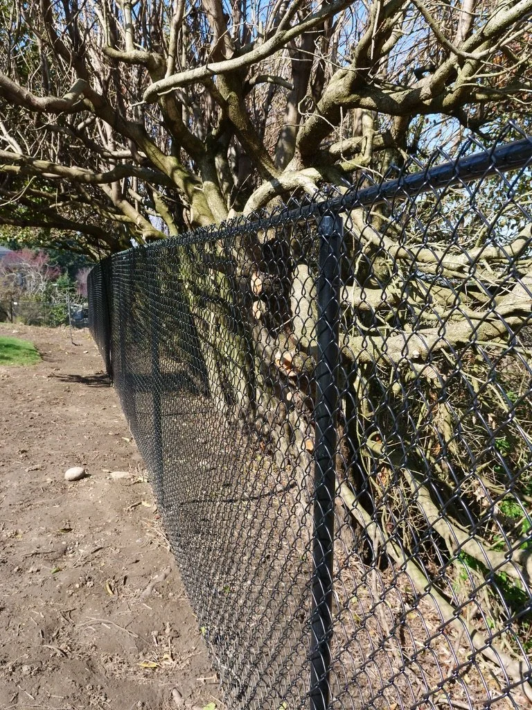 Commercial 6' Black Powder Coated Chainlink