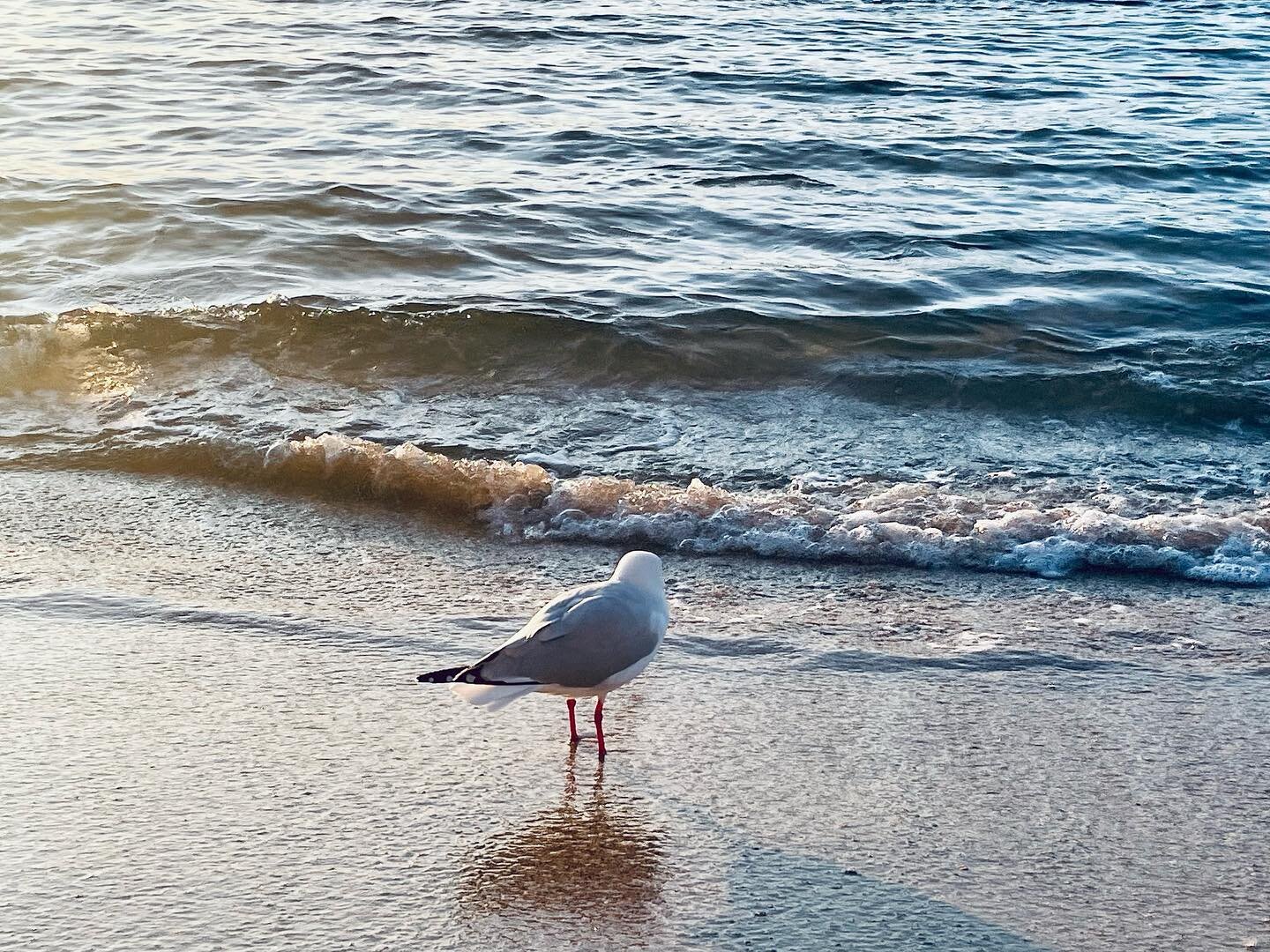 Still wondering what this guy was thinking about this morning. Can seagulls have an existential crisis?
.

#writer #author #seagulls #beachlife #balmoralmornings #storytime