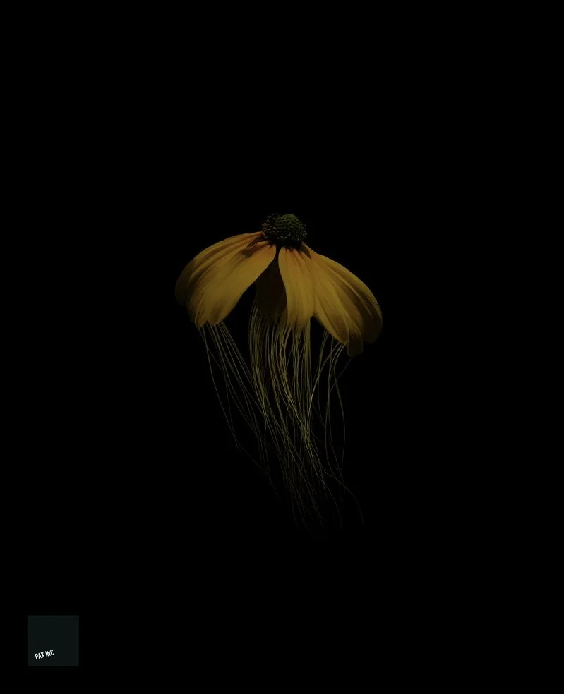 Title: Centaurella nyctomedusa

Description: Only by moonlight did I catch a fleeting glimpse of this marvellous wonder.