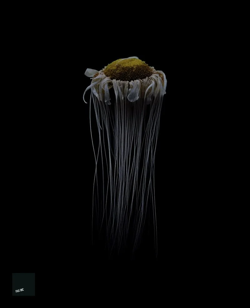 Title: Aurantimedusa oviluminis

Description: Even in the lightless depths, life gleams with its own radiant joy.