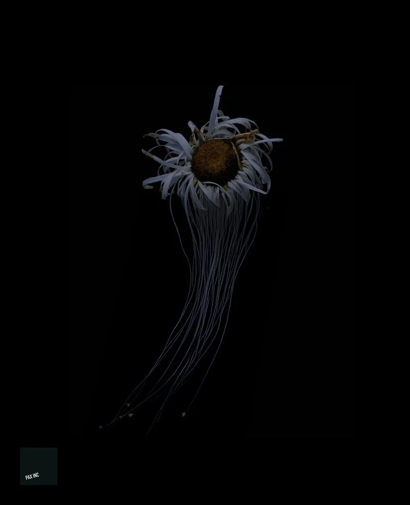 Title: Ovamedusa aurora

Description: Six hours into the expedition, and a drifting fried egg only teased my hunger further.