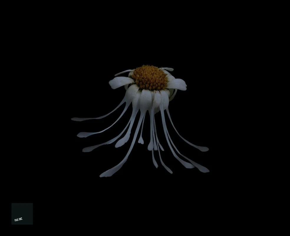 Title: Ciliomedusa falsiflora

Description: A bloom of these wonders drifted by, dancing like a royal ballet...

and then it was all over.