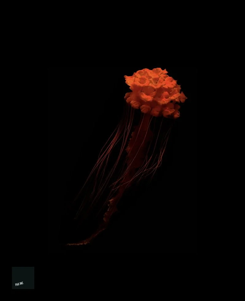 Title: Ignifloris medusalis

What a marvel to see this fiery gem drift silently through the icy delths.