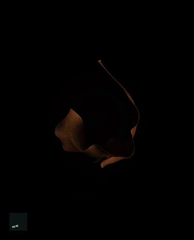 Title: Act IV/Scene 1

Description: New day | New hope