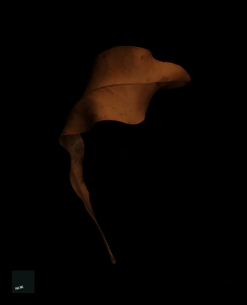 Title: Act II/Scene 1

Description: Cruel tides turn