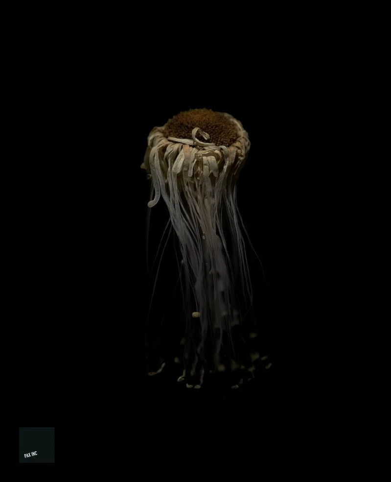 Title: Bellimedusa veneris

Description: Aging with pure gracce in the frosty depths below.