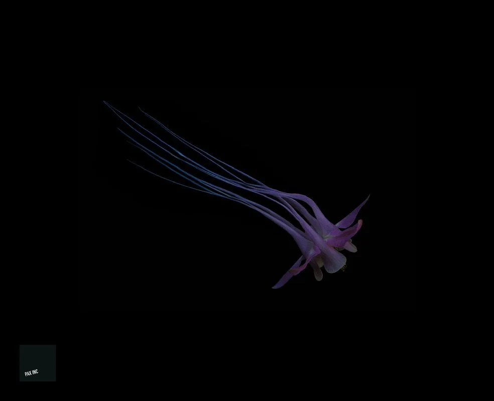 Title: Aquilameda elegans

Description: I had to do a double take - it was like a country cottage garden drifting by!