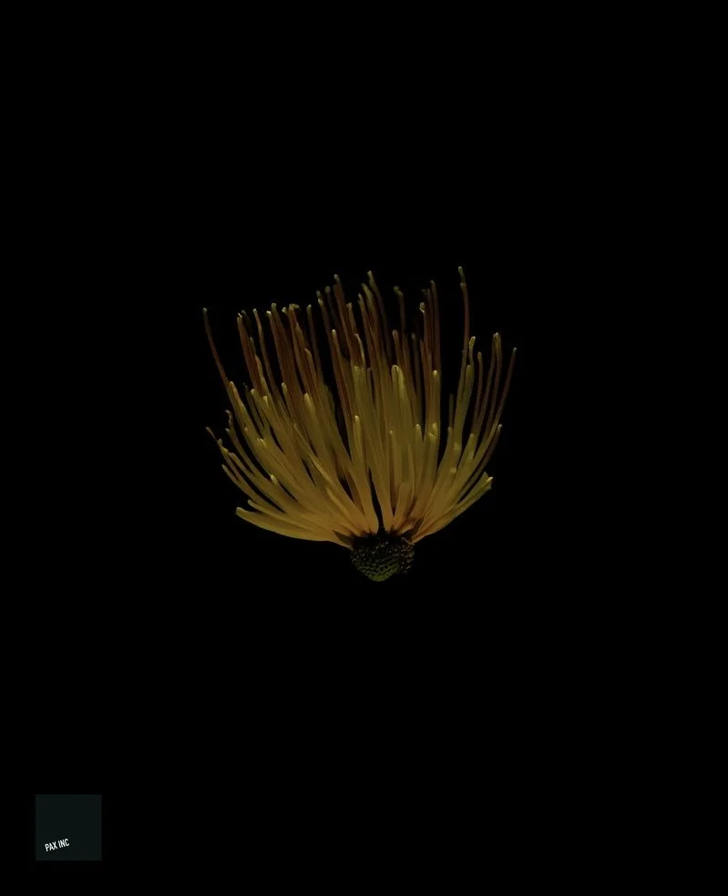 Title: Heliomedusa lucifera

Description: In the deepest, quietest darkness, where shadows embraced me, rays of sunshine quietly lingered.