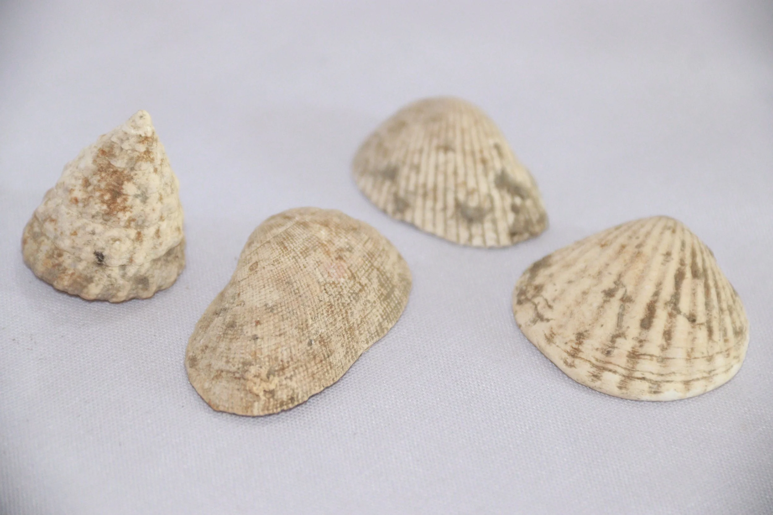 archive number: r-1-016
object reference: 
Marine Mollusc Shells
origin: Banda
date: -
notes: Ancient Bandanese consumed a variety of agricultural and marine products