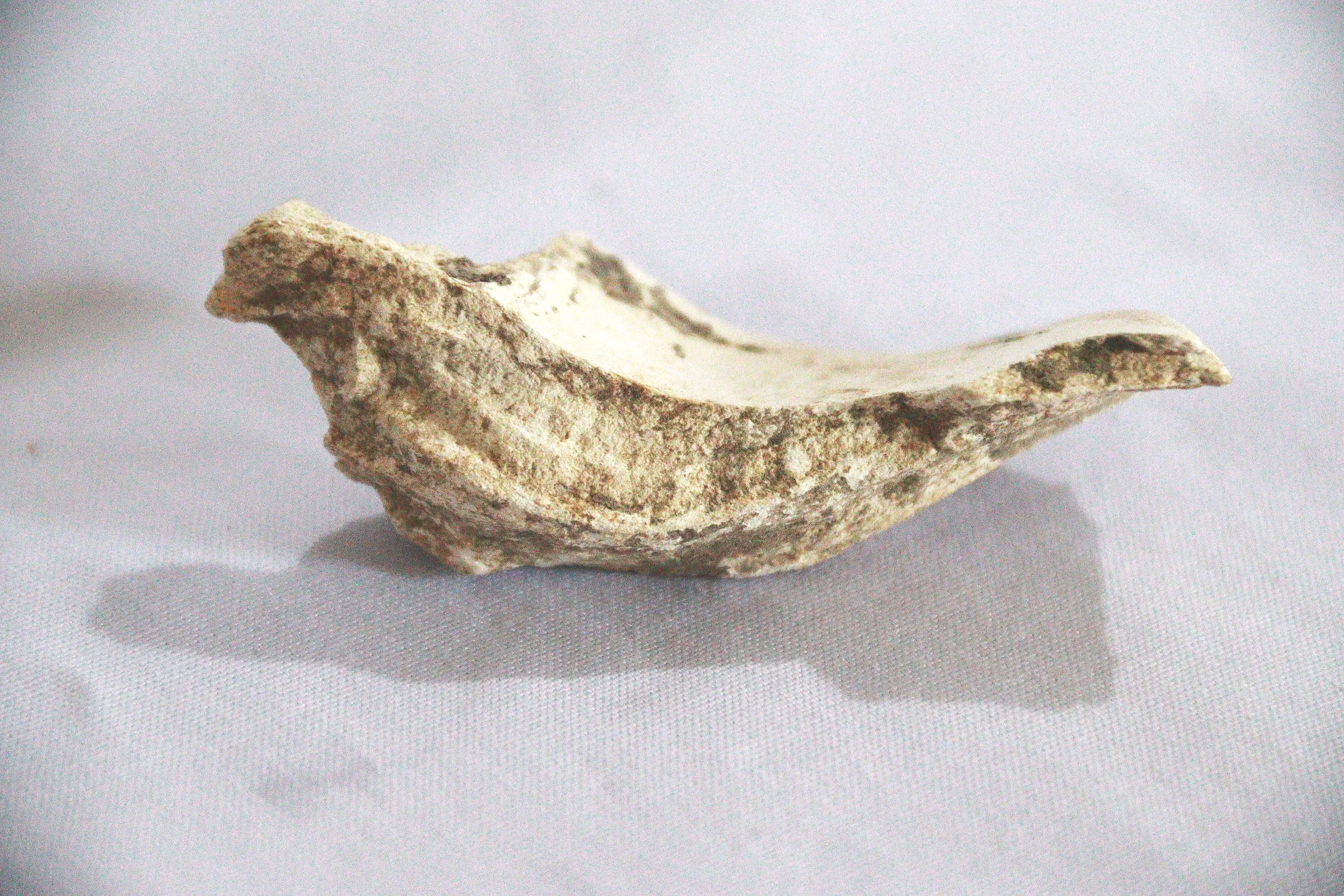 archive number: r-1-015
object reference: 
Fish Bones
origin: Banda
date: -
notes: Ancient Bandanese consumed a variety of agricultural and marine products
