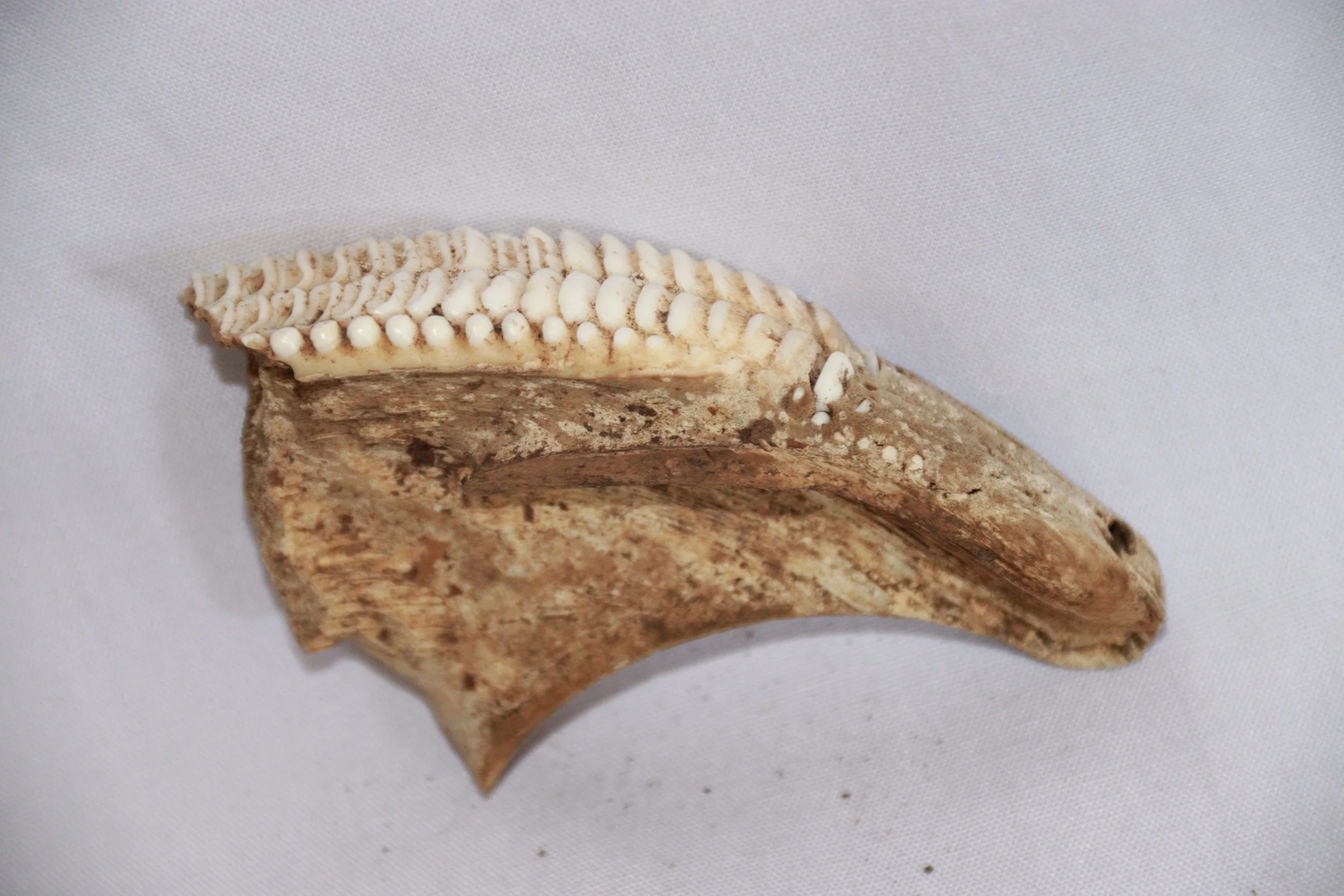 archive number: r-1-017
object reference: 
Fish teeth (Diploda, assumed)
origin: Banda
date: -
notes: Ancient Bandanese consumed a variety of agricultural and marine products