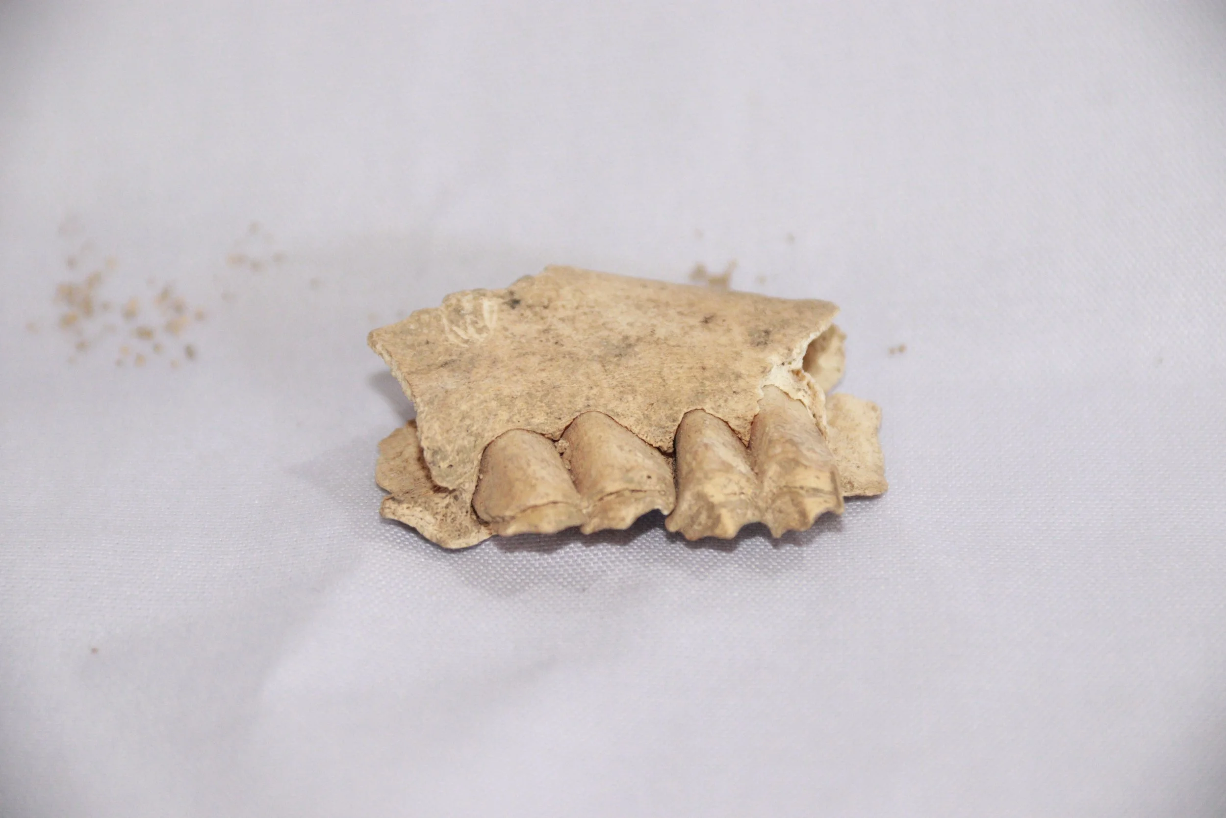 archive number: r-1-017
object reference: 
Goat (possible sheep) teeth
origin: Banda
date: -
notes: Ancient Bandanese consumed a variety of agricultural and marine products
