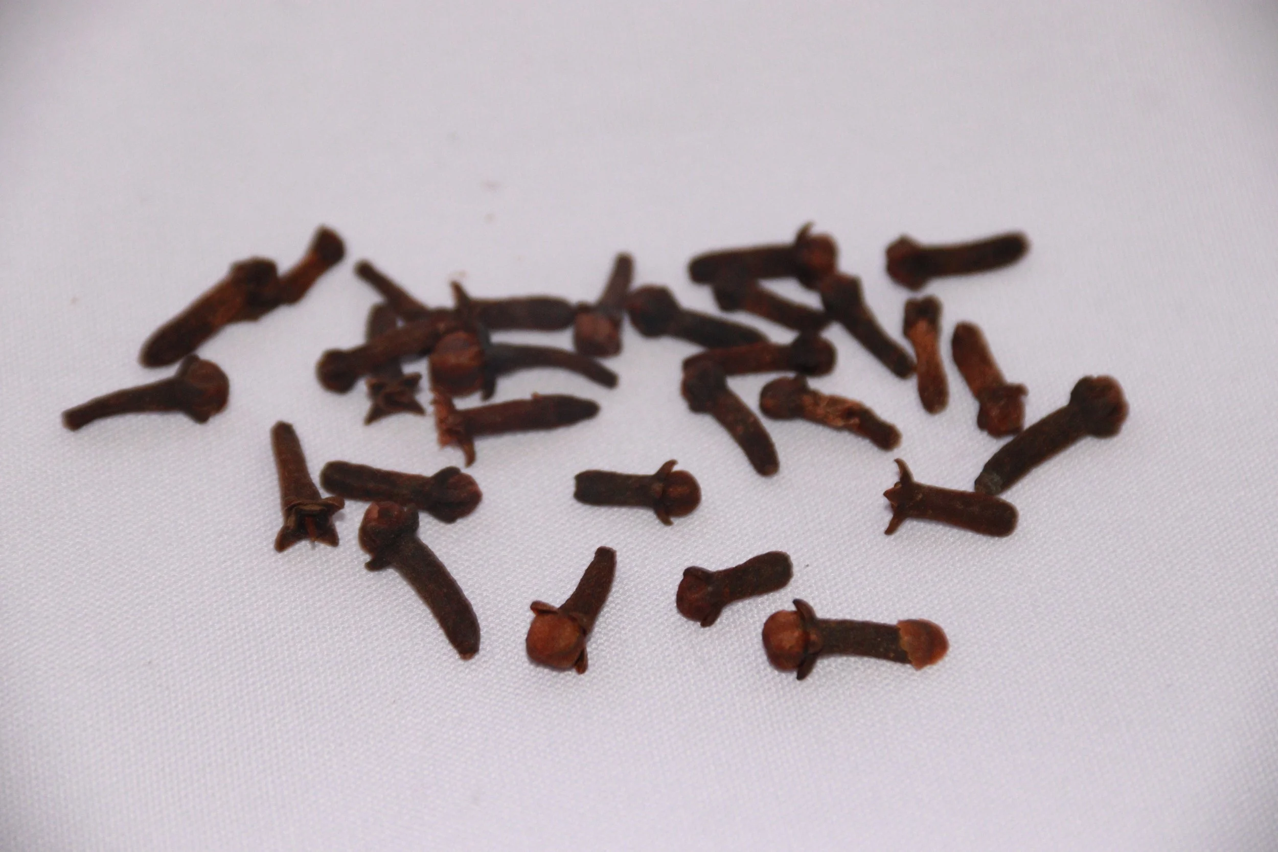 archive number: r-1-009
object reference: 
Cloves (dried)
origin: Banda
date: -
notes: Cloves are the dried flower buds of the Syzygium aromaticum tree, native to the Maluku Islands, Indonesia. Cloves have been used for thousands of years as a spice,