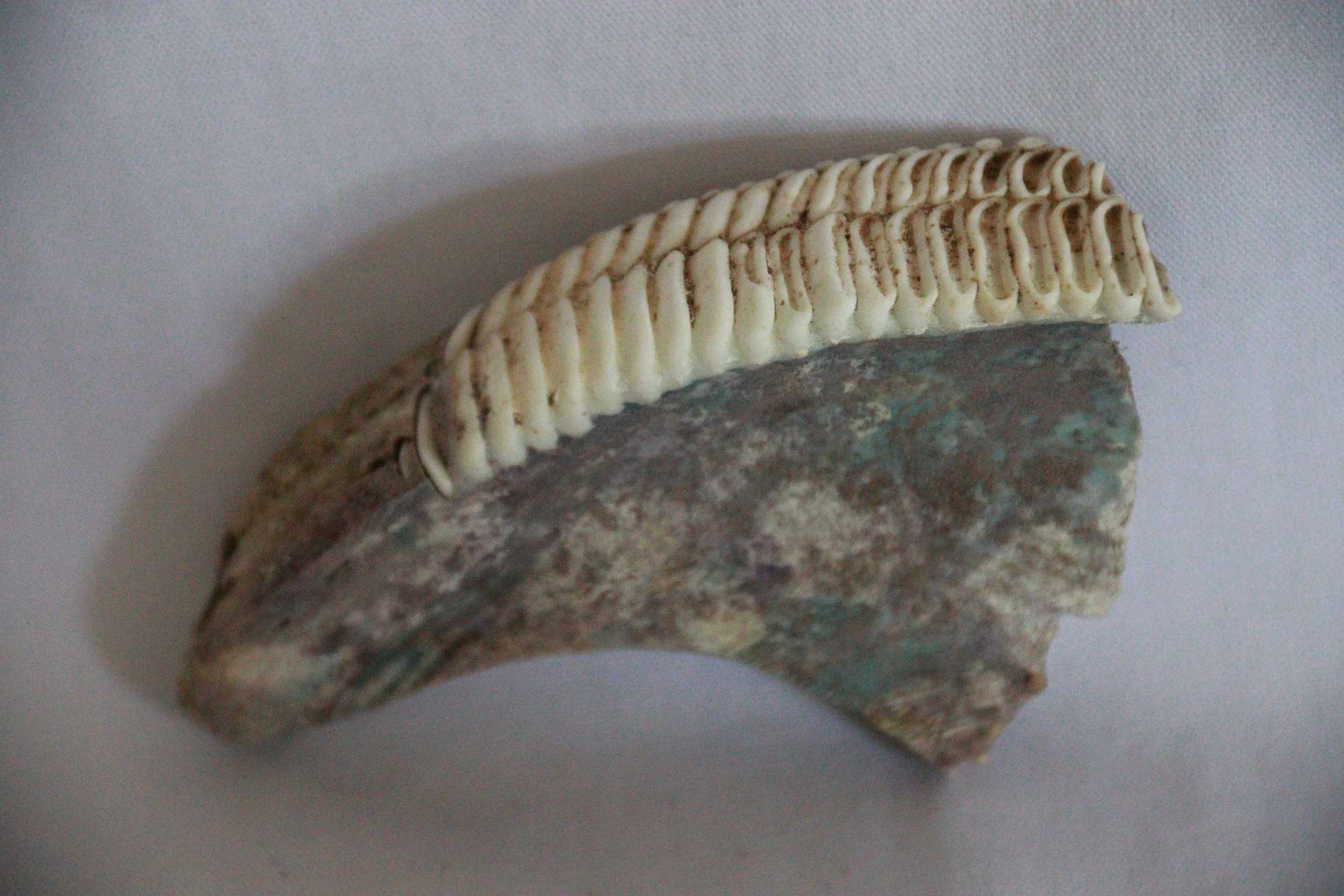 archive number: r-1-017
object reference: 
Fish teeth (Diploda, assumed)
origin: Banda
date: -
notes: Ancient Bandanese consumed a variety of agricultural and marine products