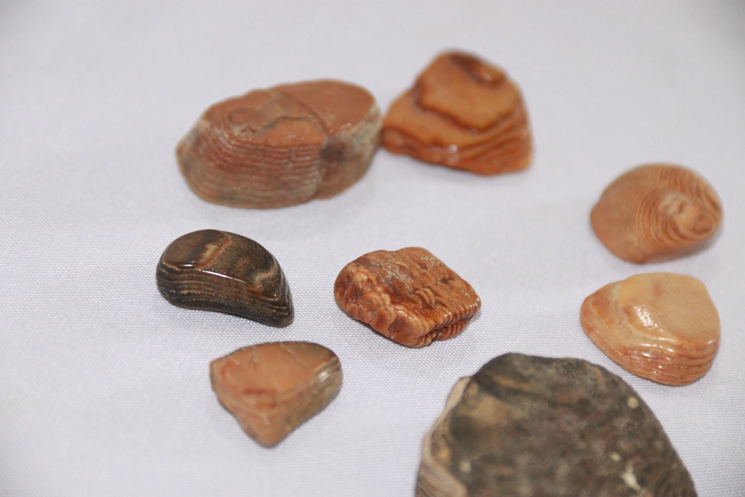 archive number: r-1-010
object reference: 
Fish fossils (assumed)
origin: Banda
date: -
notes: Fossils found in the Banda Islands from an unconfirmed marine species (assumed)