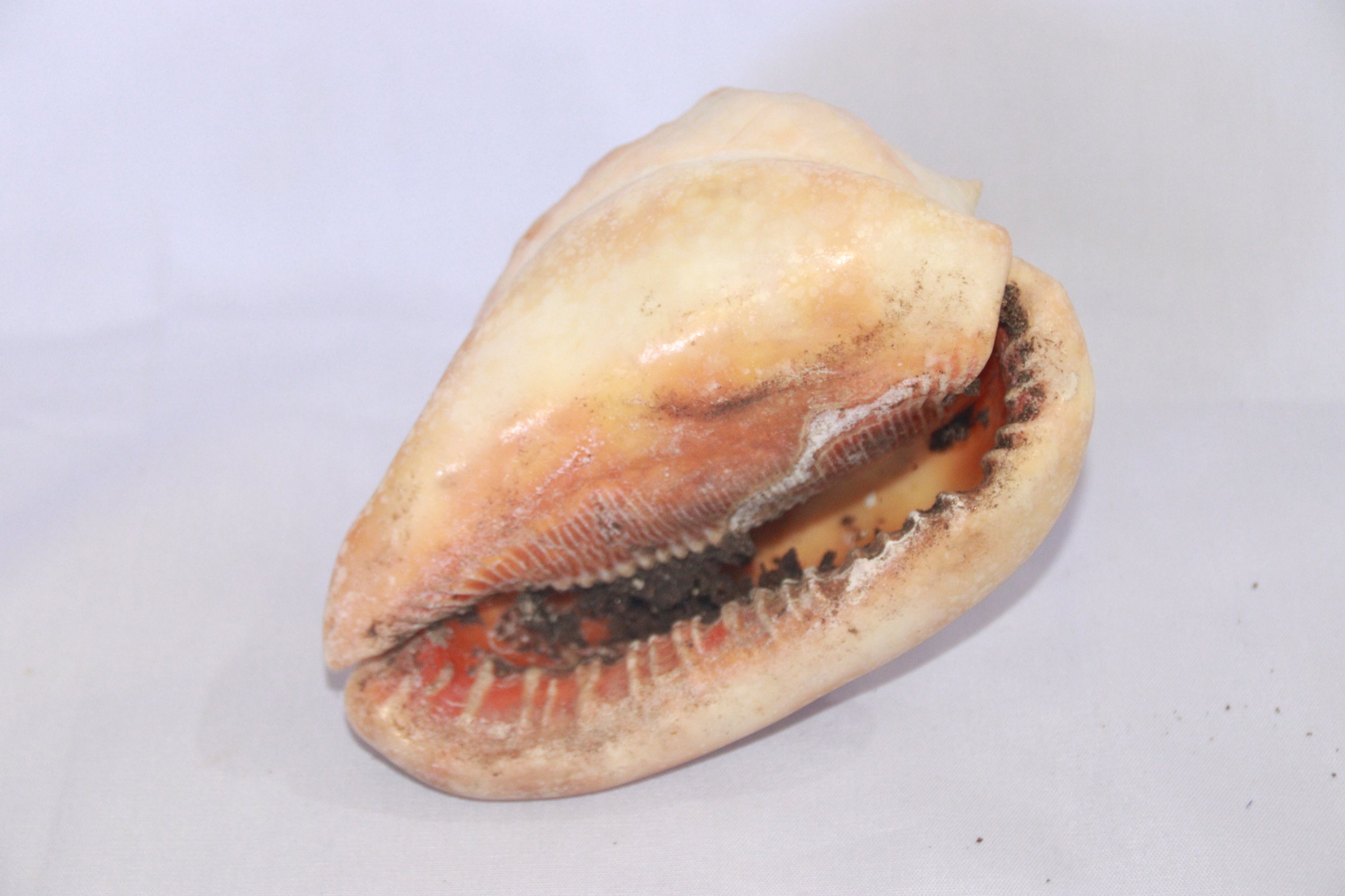 archive number: r-1-034
archive number: r-1-033
object reference: 
Shells from marine molluscs
origin: Banda
date: -
notes:
Marine ecosystems play a crucial role in shaping the landscape of the Banda Islands, in addition to volcanic activity. Coral r