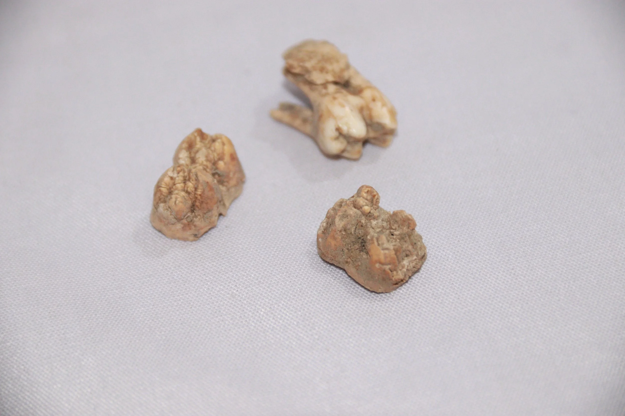 archive number: r-1-013
object reference: 
Pig Teeth
origin: Banda
date: -
notes: One indicator of changing eras across Indonesia is the different composition of bones often found around settlement sites. After the arrival of Islam, most people stopp
