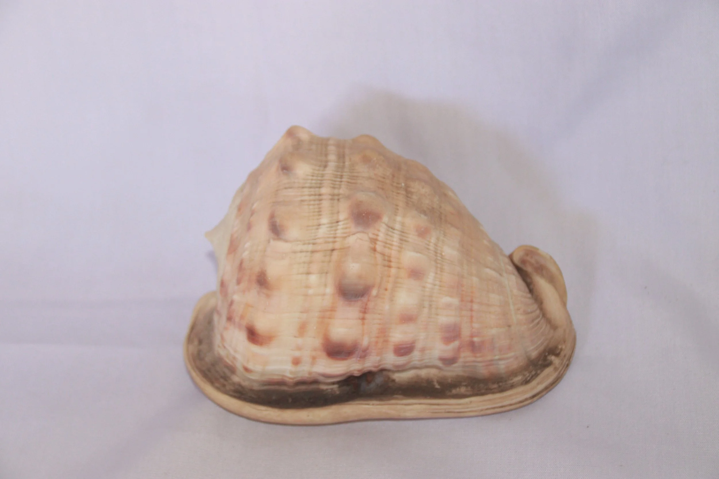 archive number: r-1-035
archive number: r-1-033
object reference: 
Shells from marine molluscs
origin: Banda
date: -
notes:
Marine ecosystems play a crucial role in shaping the landscape of the Banda Islands, in addition to volcanic activity. Coral r