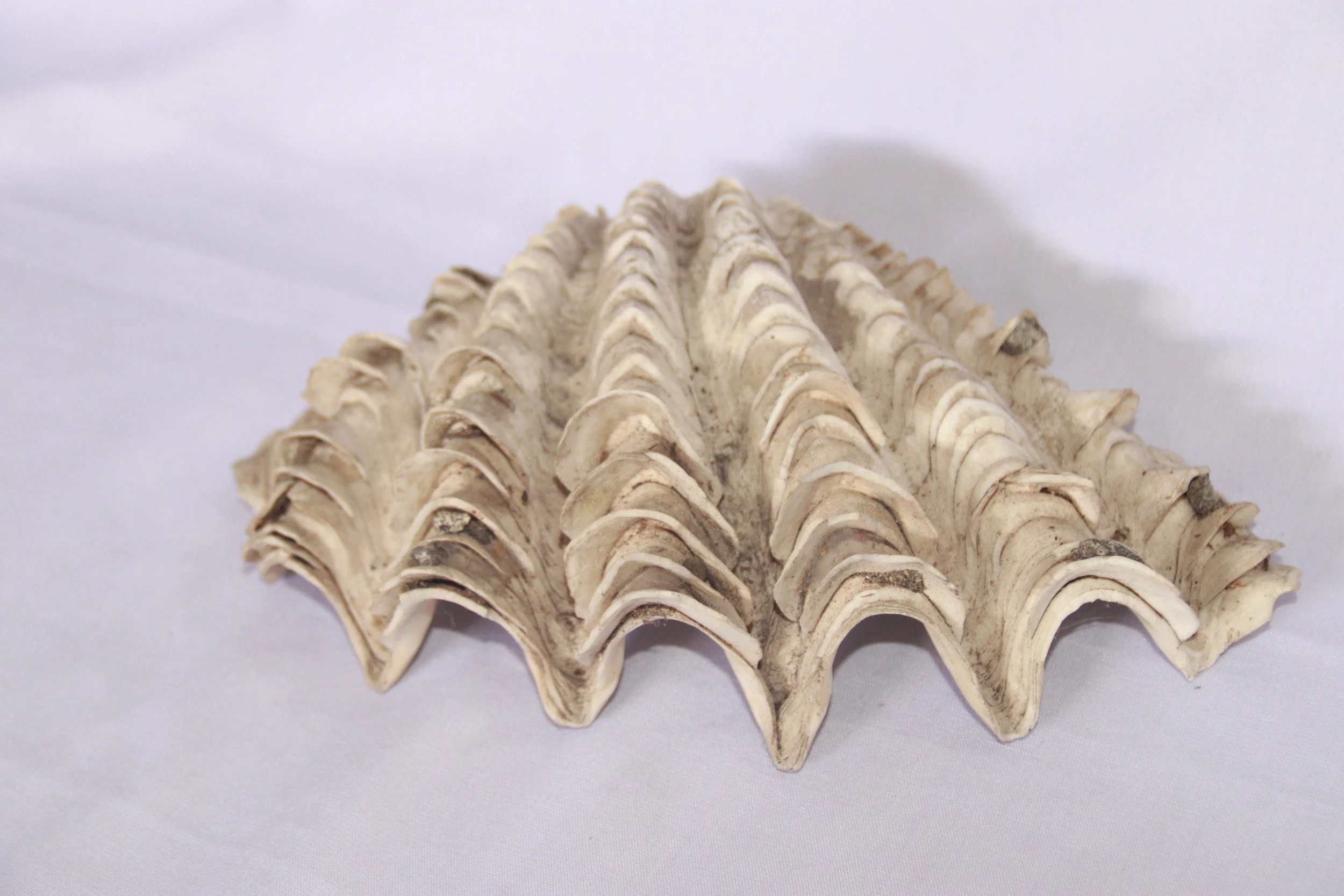 archive number: r-1-033
object reference: 
Shells from marine molluscs
origin: Banda
date: -
notes:
Marine ecosystems play a crucial role in shaping the landscape of the Banda Islands, in addition to volcanic activity. Coral reefs grow on the slopes 
