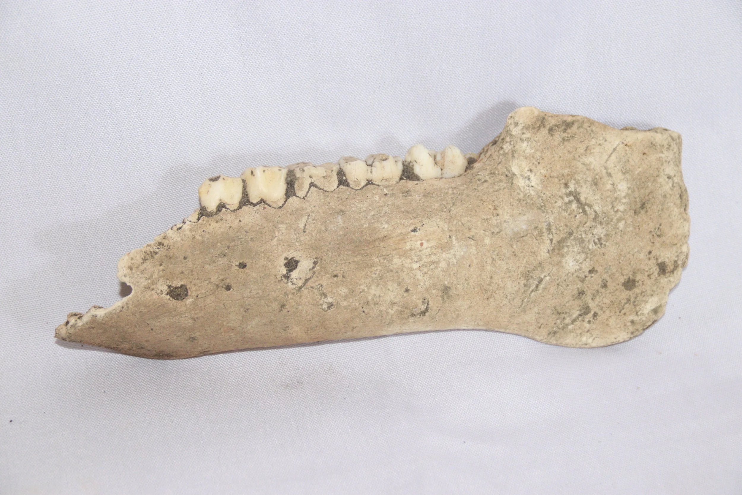 archive number: r-1-011
object reference: 
Pig Jaw Bones
origin: Banda
date: -
notes: One indicator of changing eras across Indonesia is the different composition of bones often found around settlement sites. After the arrival of Islam, most people s
