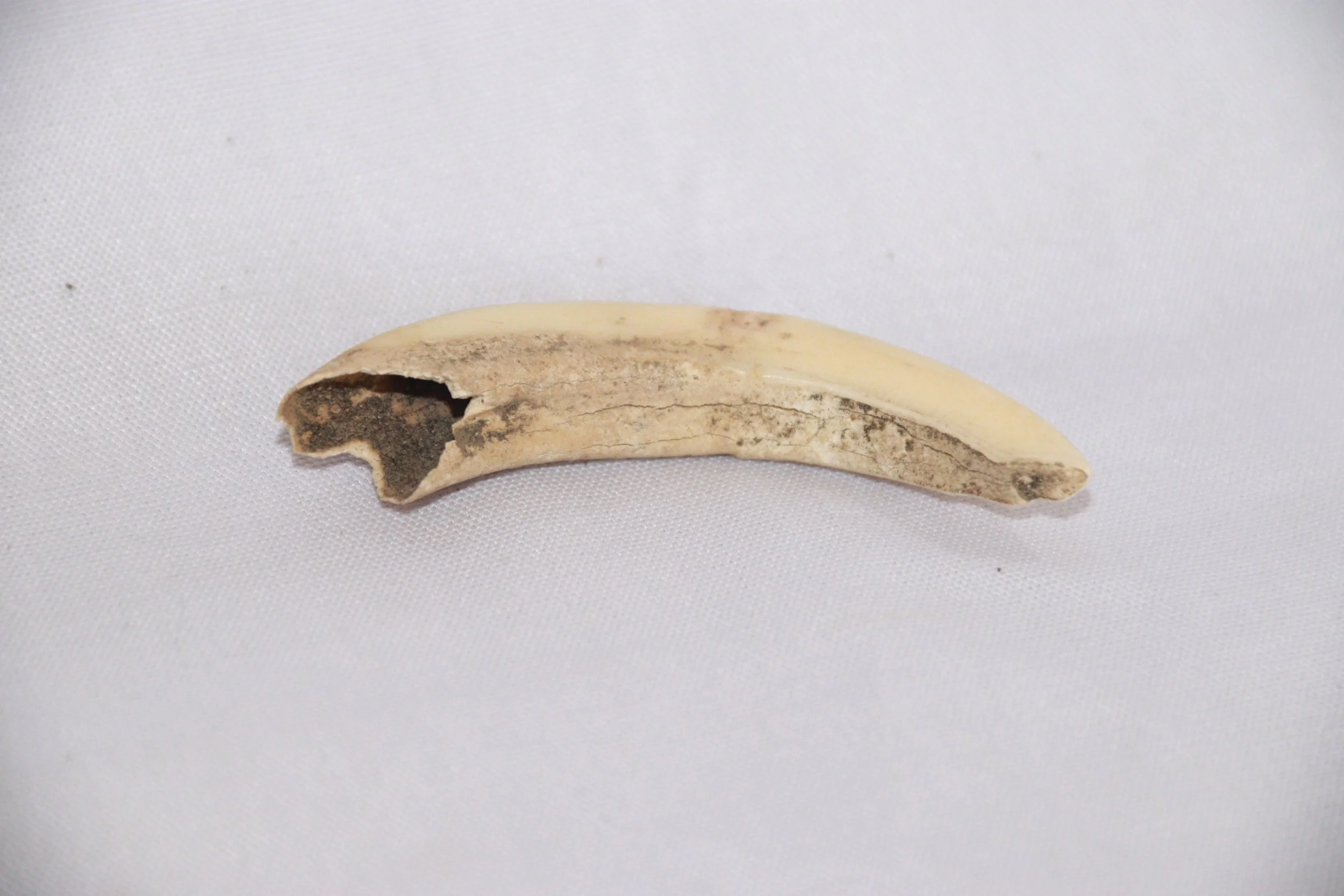 archive number: r-1-012
object reference: 
Pig Tusk
origin: Banda
date: -
notes: One indicator of changing eras across Indonesia is the different composition of bones often found around settlement sites. After the arrival of Islam, most people stoppe