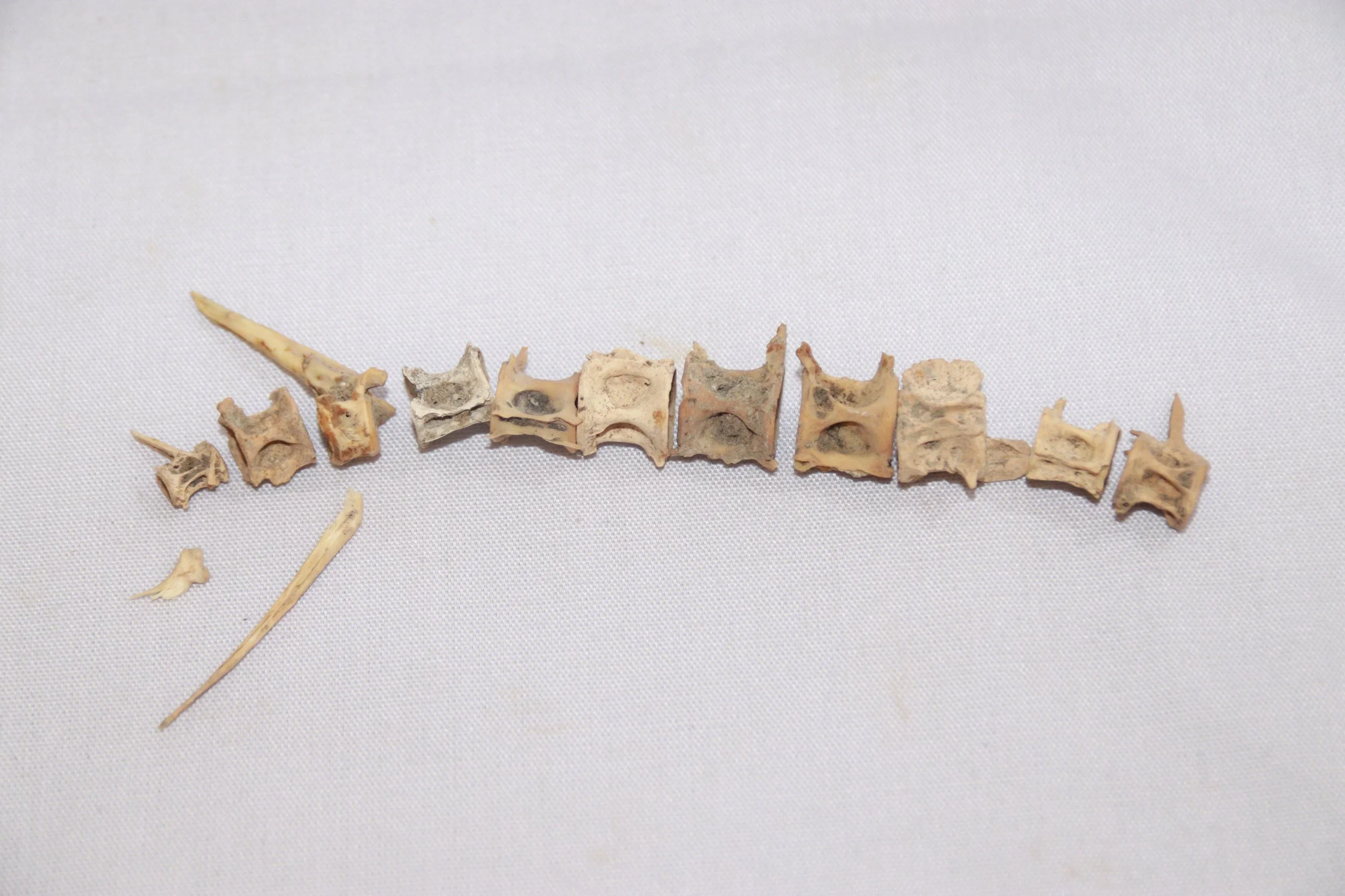archive number: r-1-014
object reference: 
Fish Bones
origin: Banda
date: -
notes: Ancient Bandanese consumed a variety of agricultural and marine products
