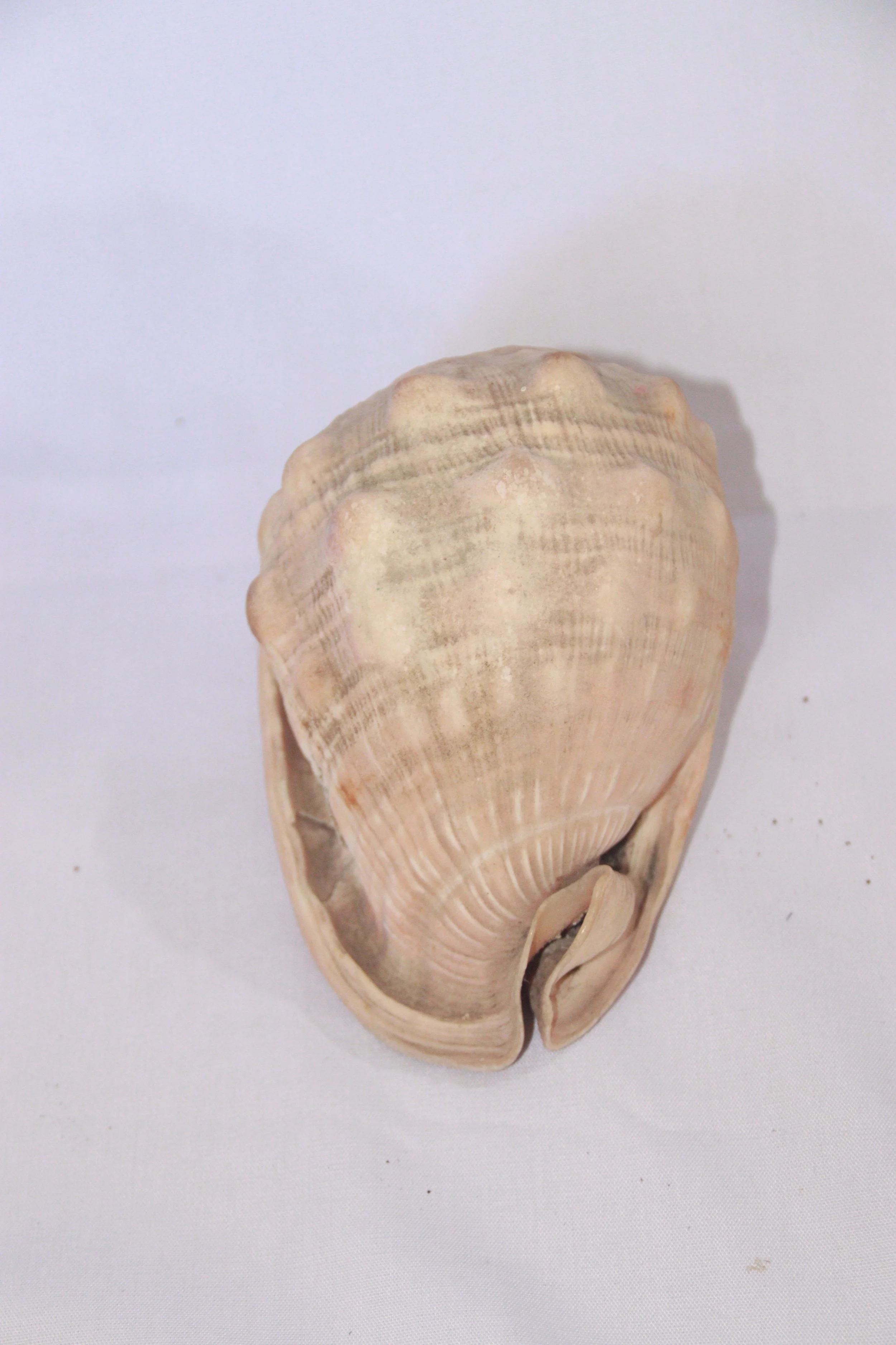 archive number: r-1-036
archive number: r-1-033
object reference: 
Shells from marine molluscs
origin: Banda
date: -
notes:
Marine ecosystems play a crucial role in shaping the landscape of the Banda Islands, in addition to volcanic activity. Coral r