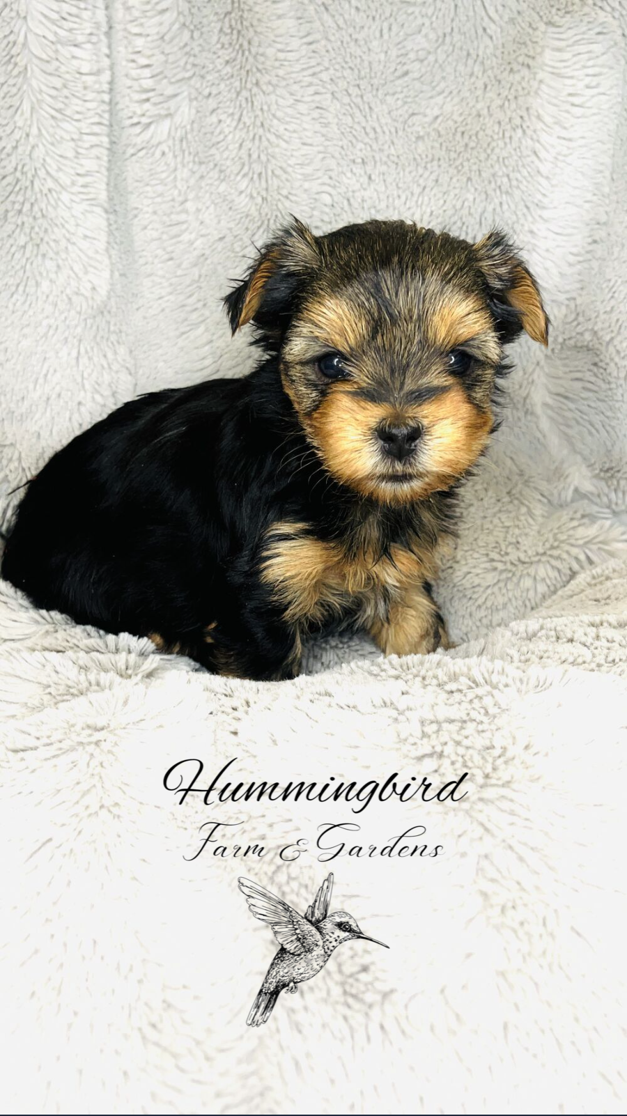 Screenshot 2023-08-14 at 8.58.09 AM.PNG