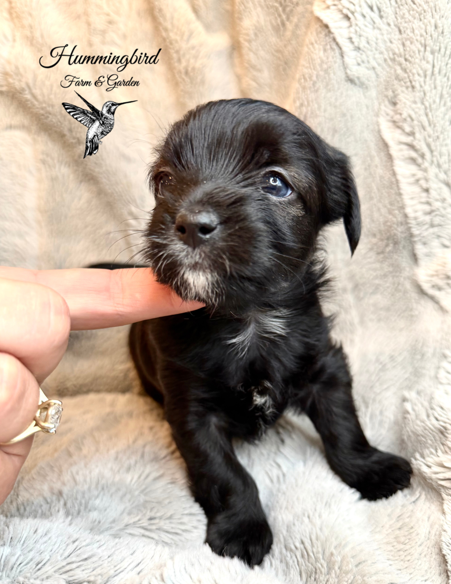 MARILYN 4 WKS.png