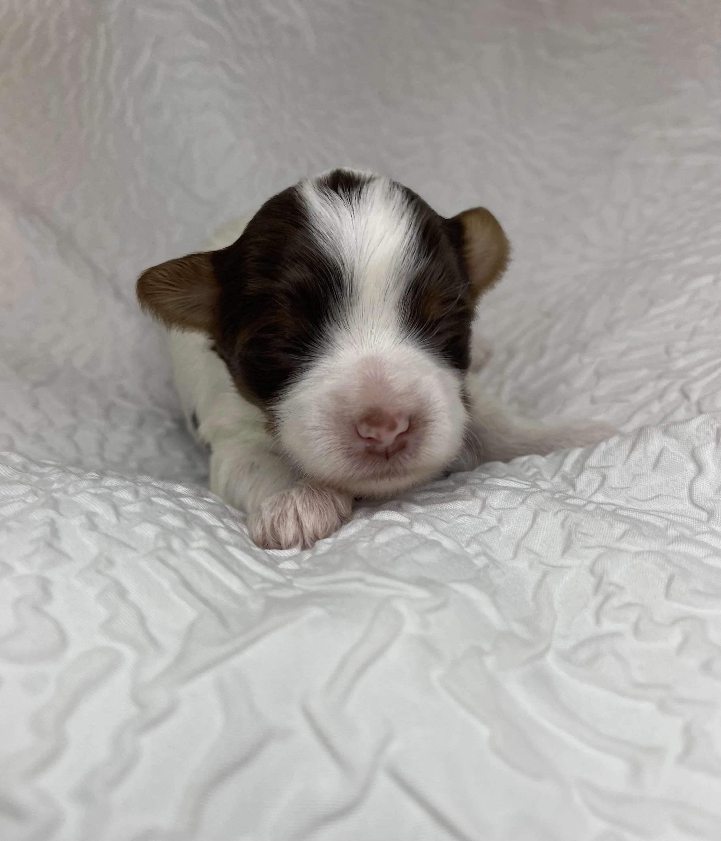 Girl - Coconut Cream @ 2 weeks