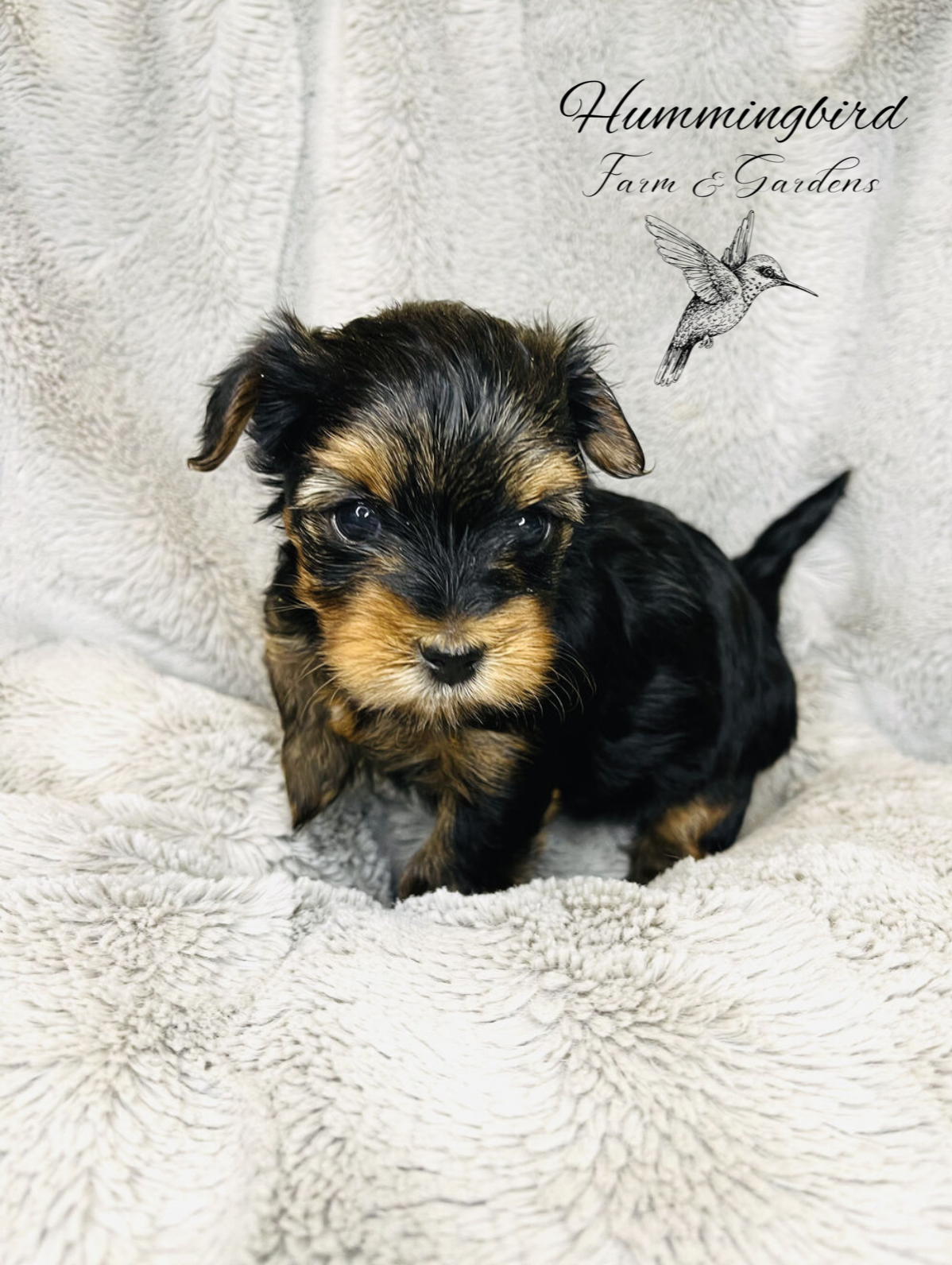 Screenshot 2023-08-14 at 8.59.09 AM.PNG