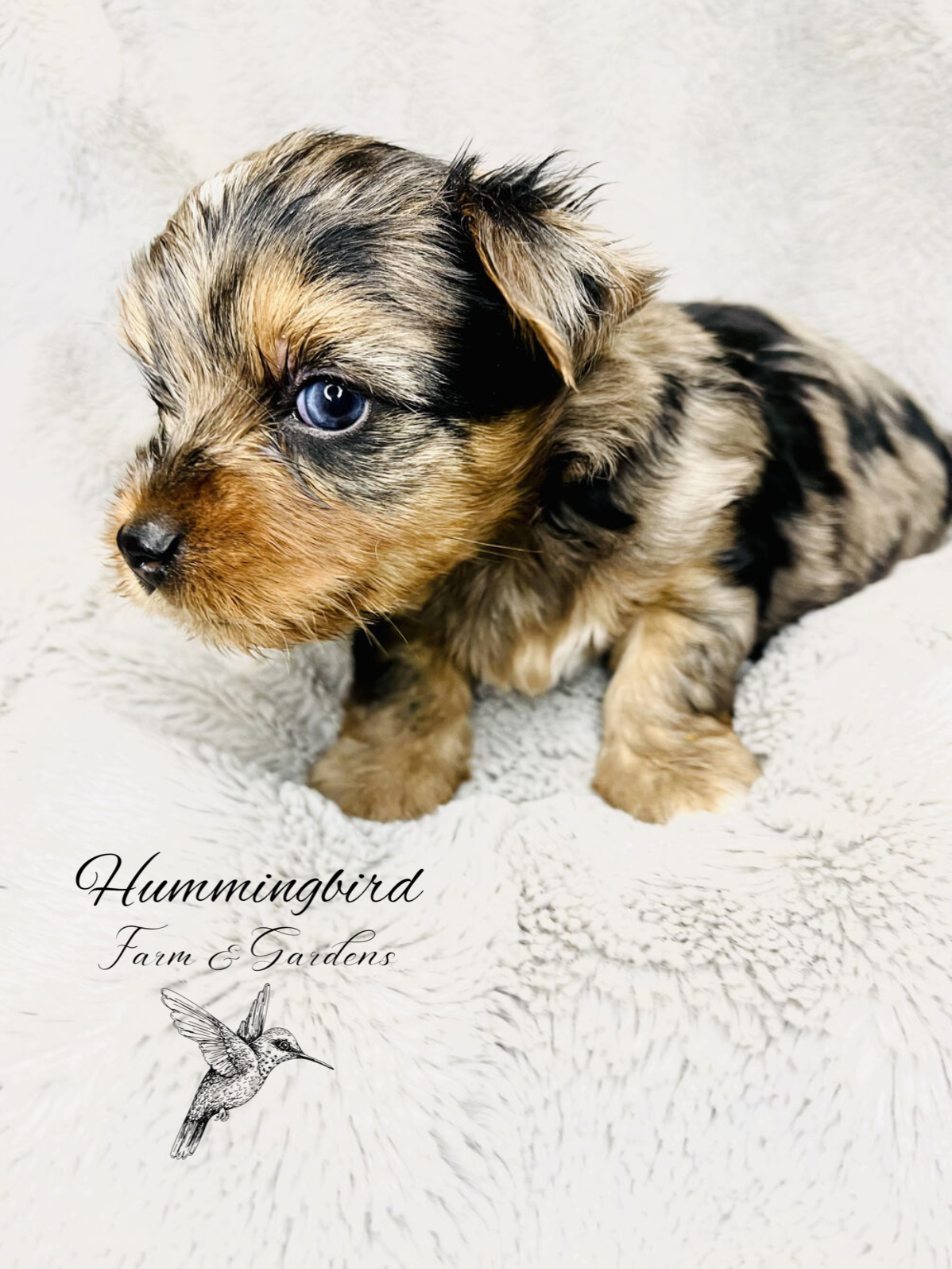 Screenshot 2023-08-14 at 8.58.51 AM.PNG