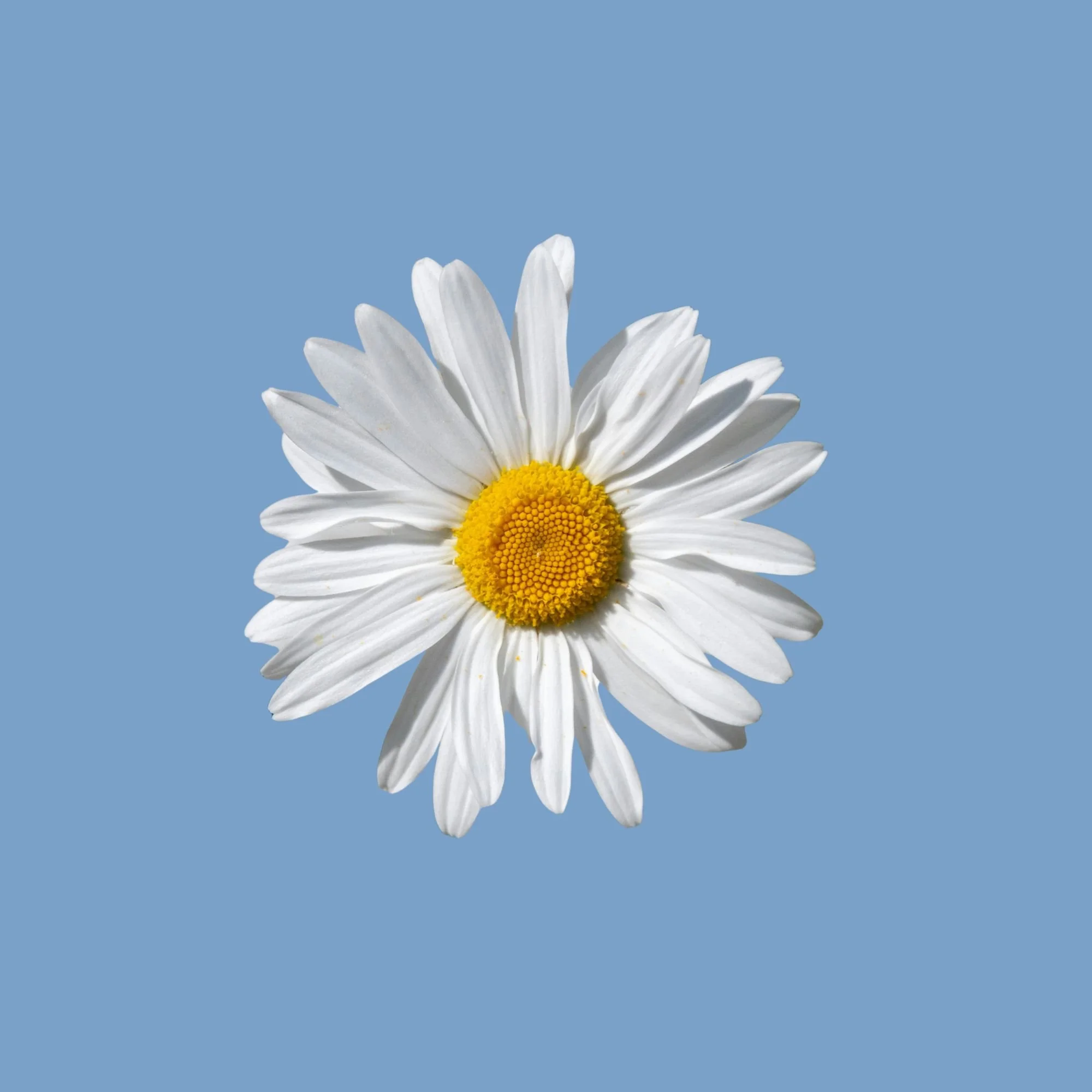 A close-up of a single white daisy with a bright yellow center against a solid light blue background.