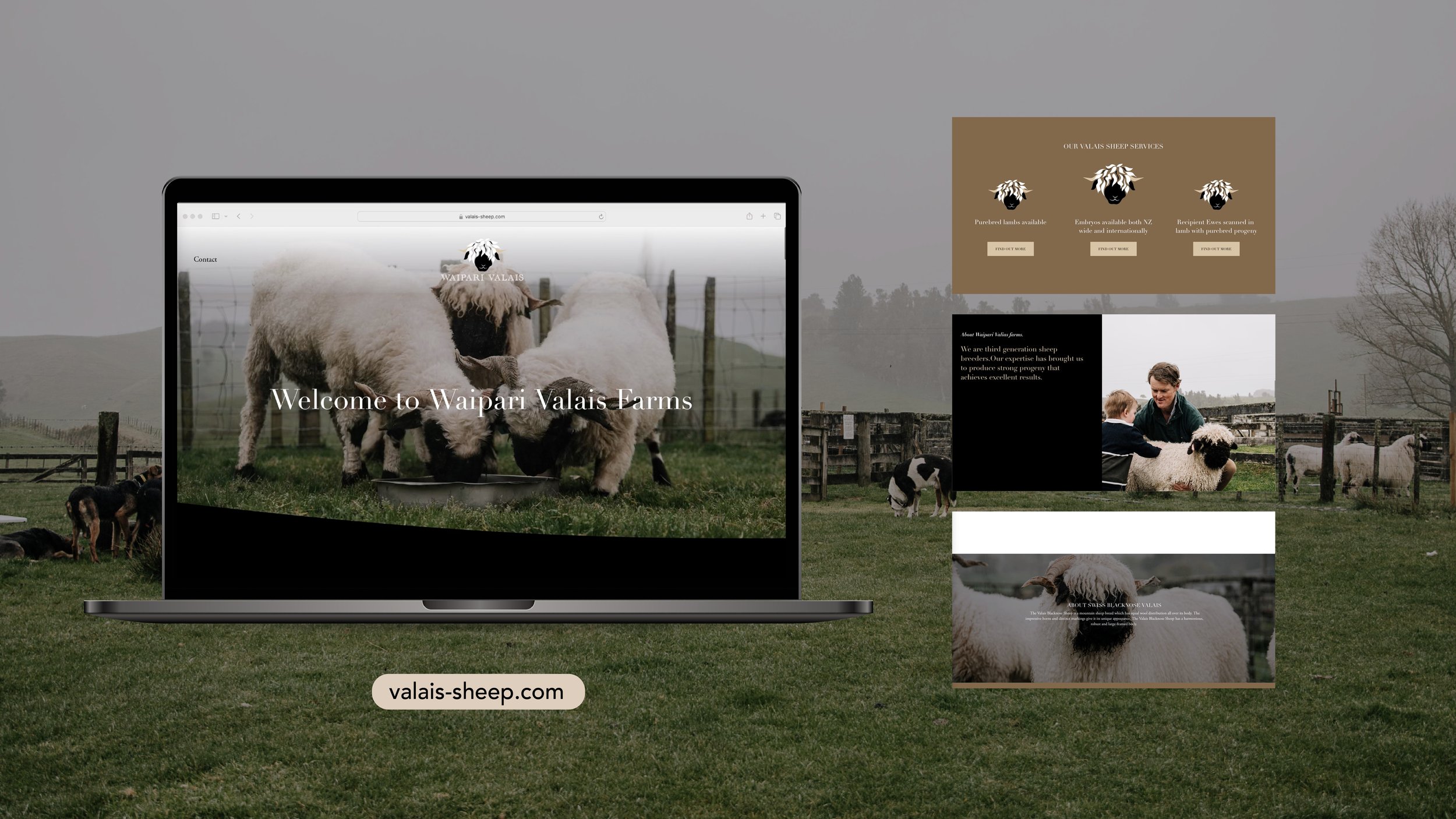 Waipari Valais Farms | Squarespace | valais-sheep.com