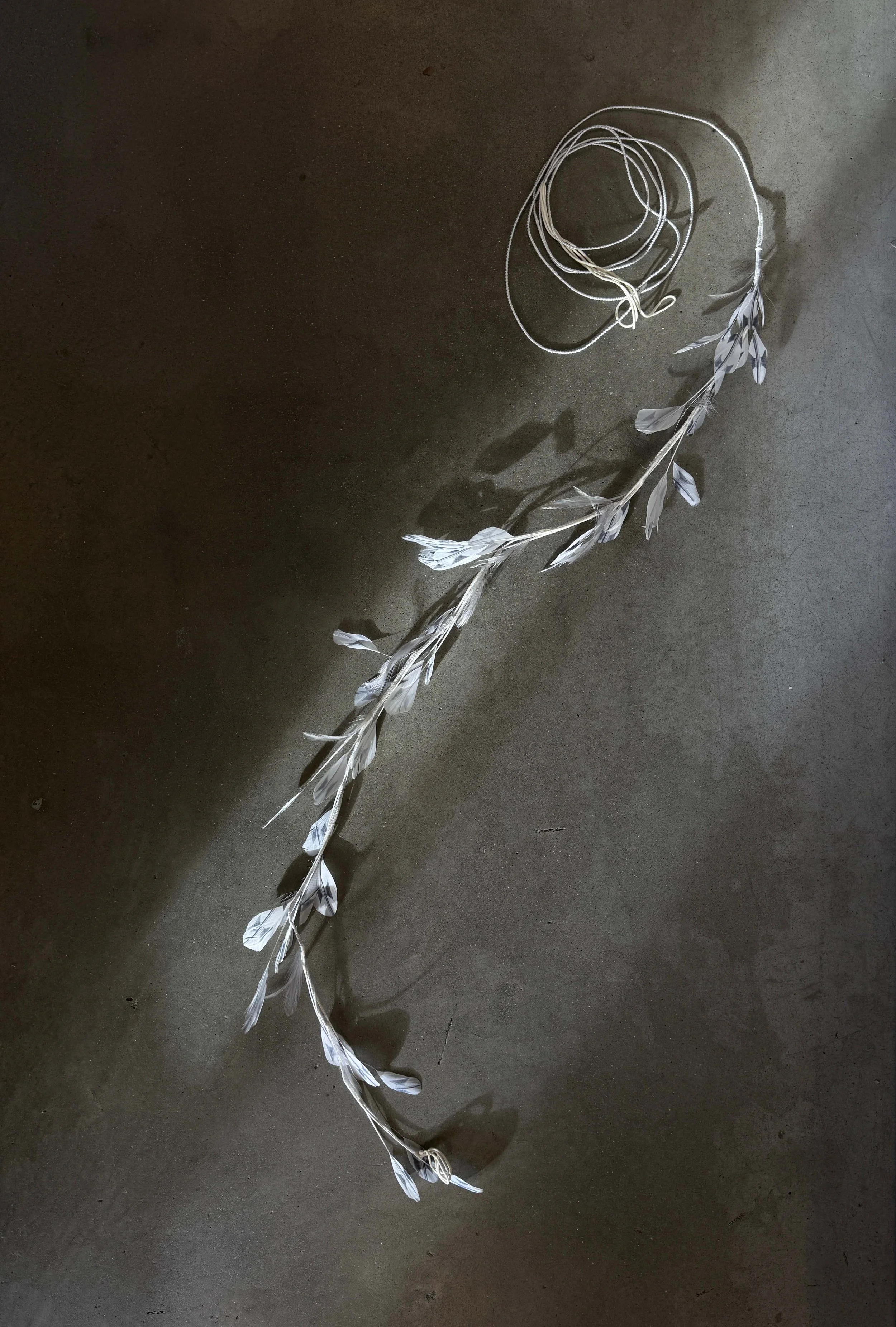 olmedo_1_feathers .jpg