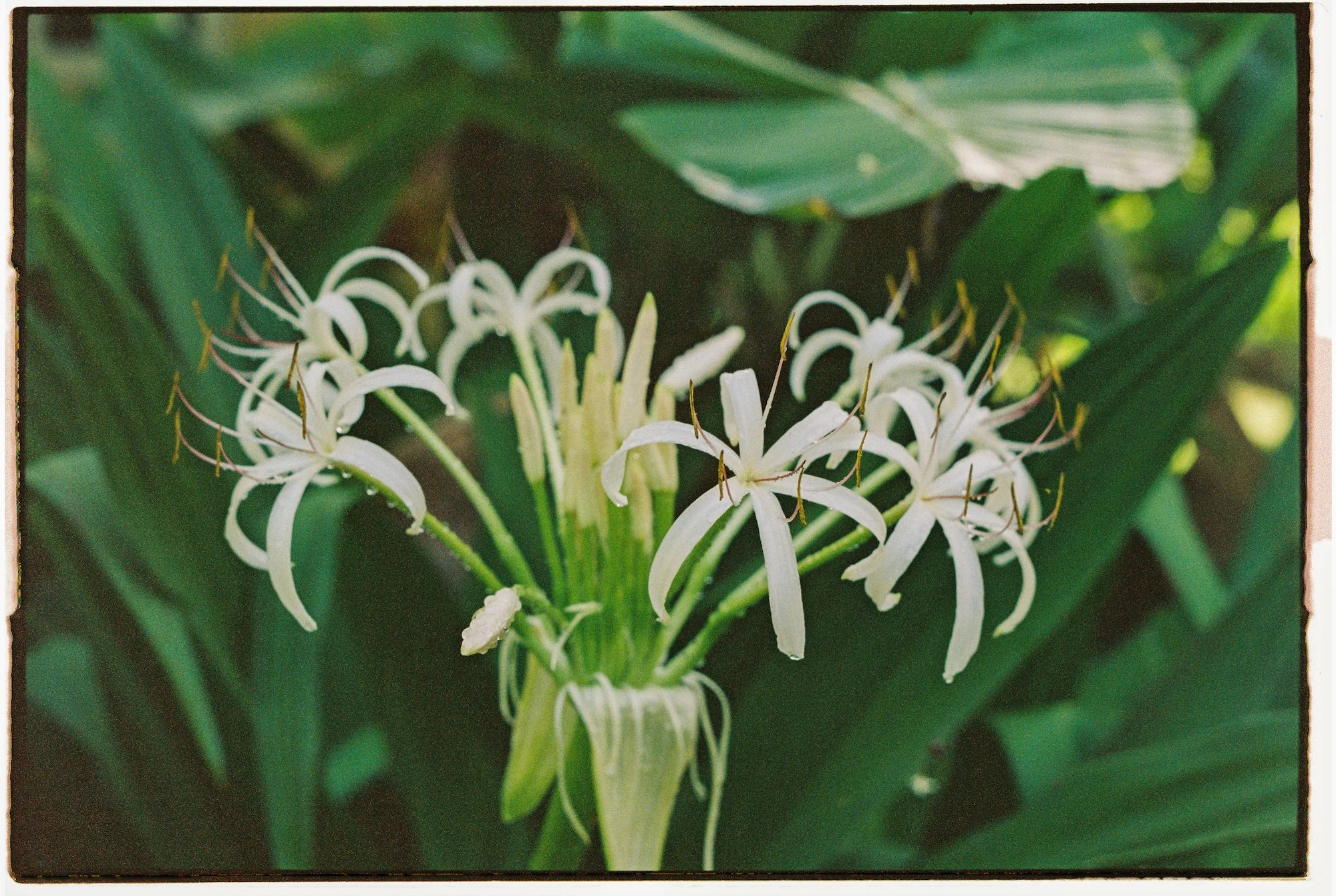 harvest-moon-botanicals_tropical-plant-sales_maui-hawaii_rachel-vinatieri09489-96.jpg