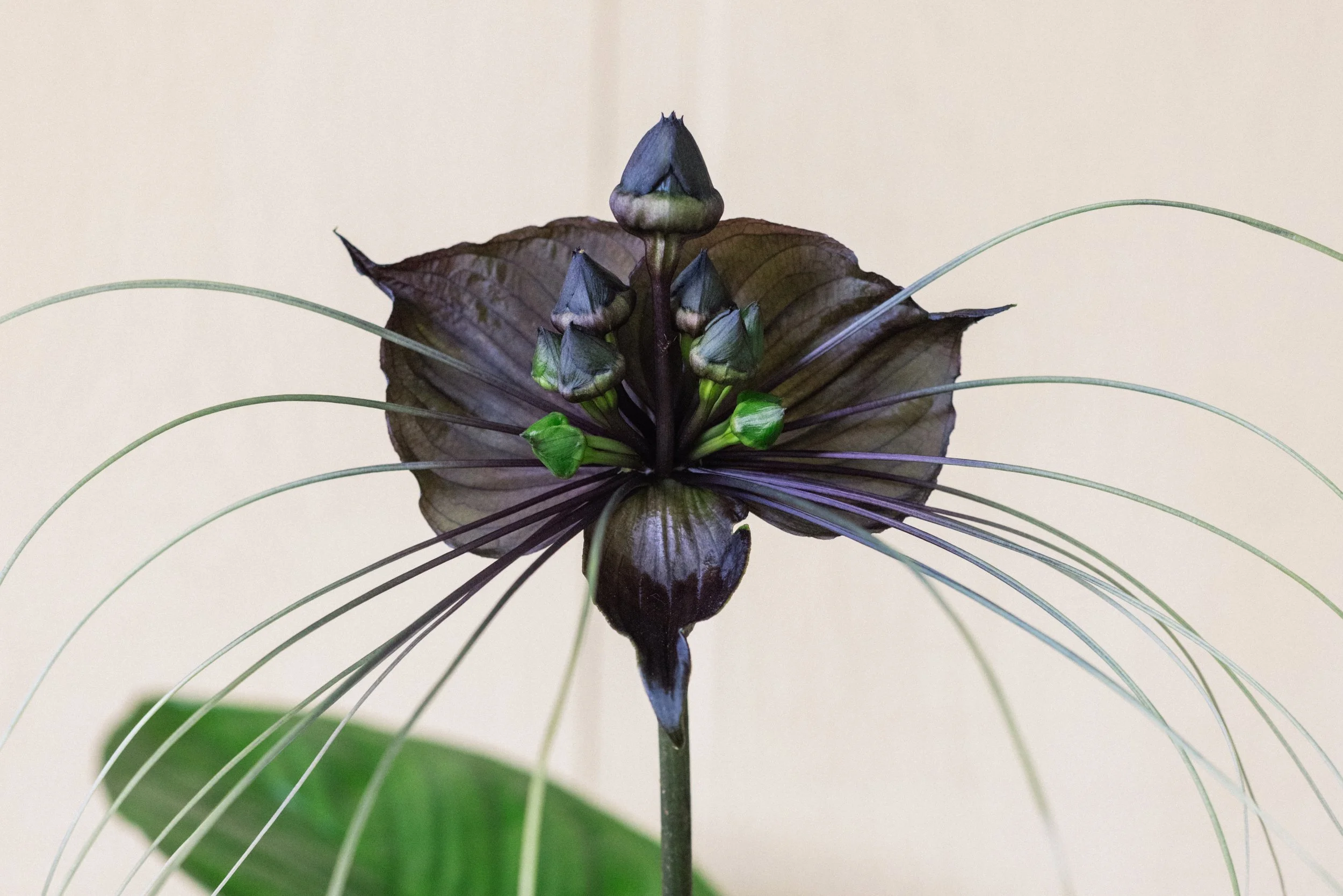 harvest-moon-botanicals_tropical-plant-sales_maui-hawaii_rachel-vinatieri-1.jpg