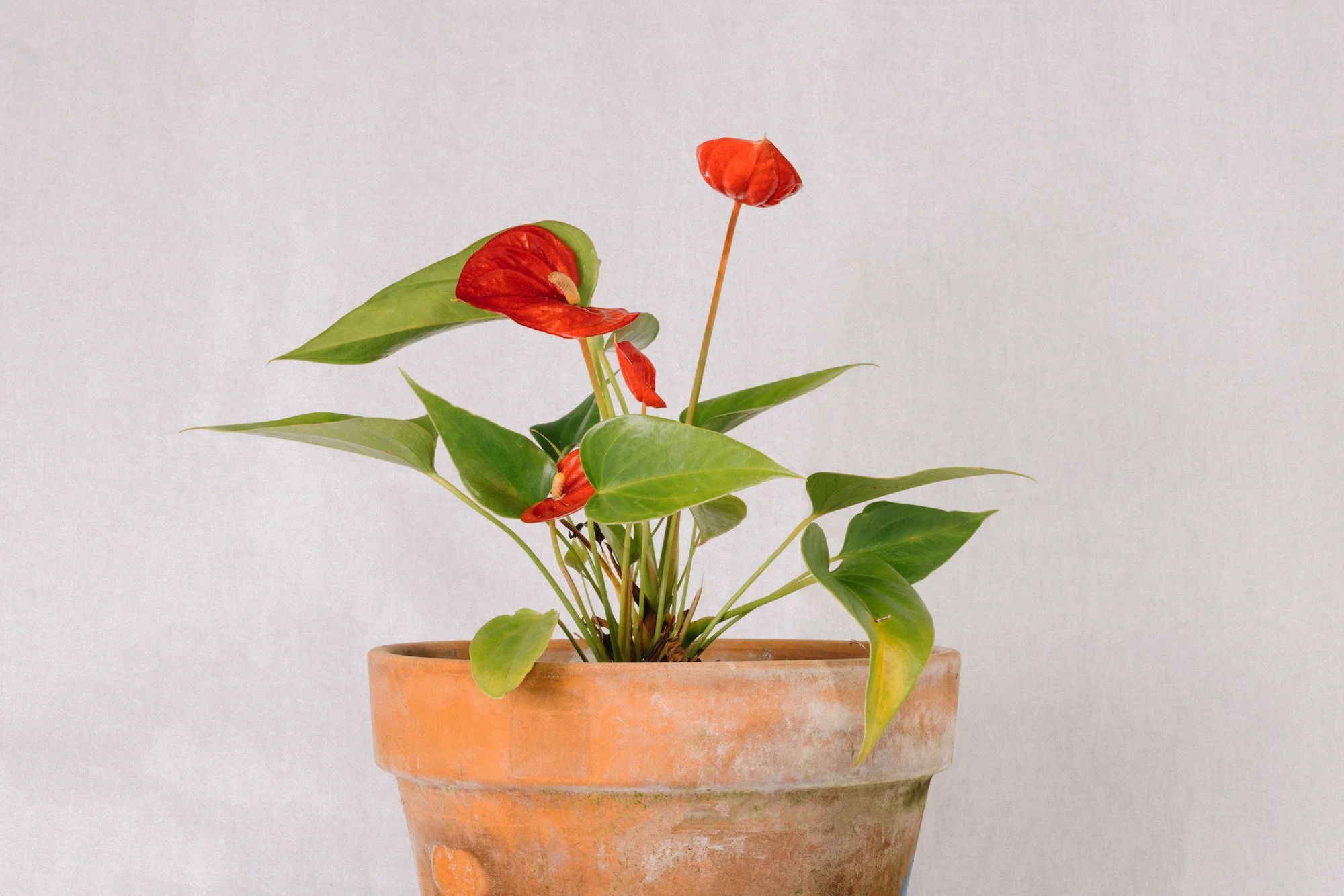 harvest-moon-botanicals_tropical-plant-sales_maui-hawaii_rachel-vinatieri_9032-edit.jpg