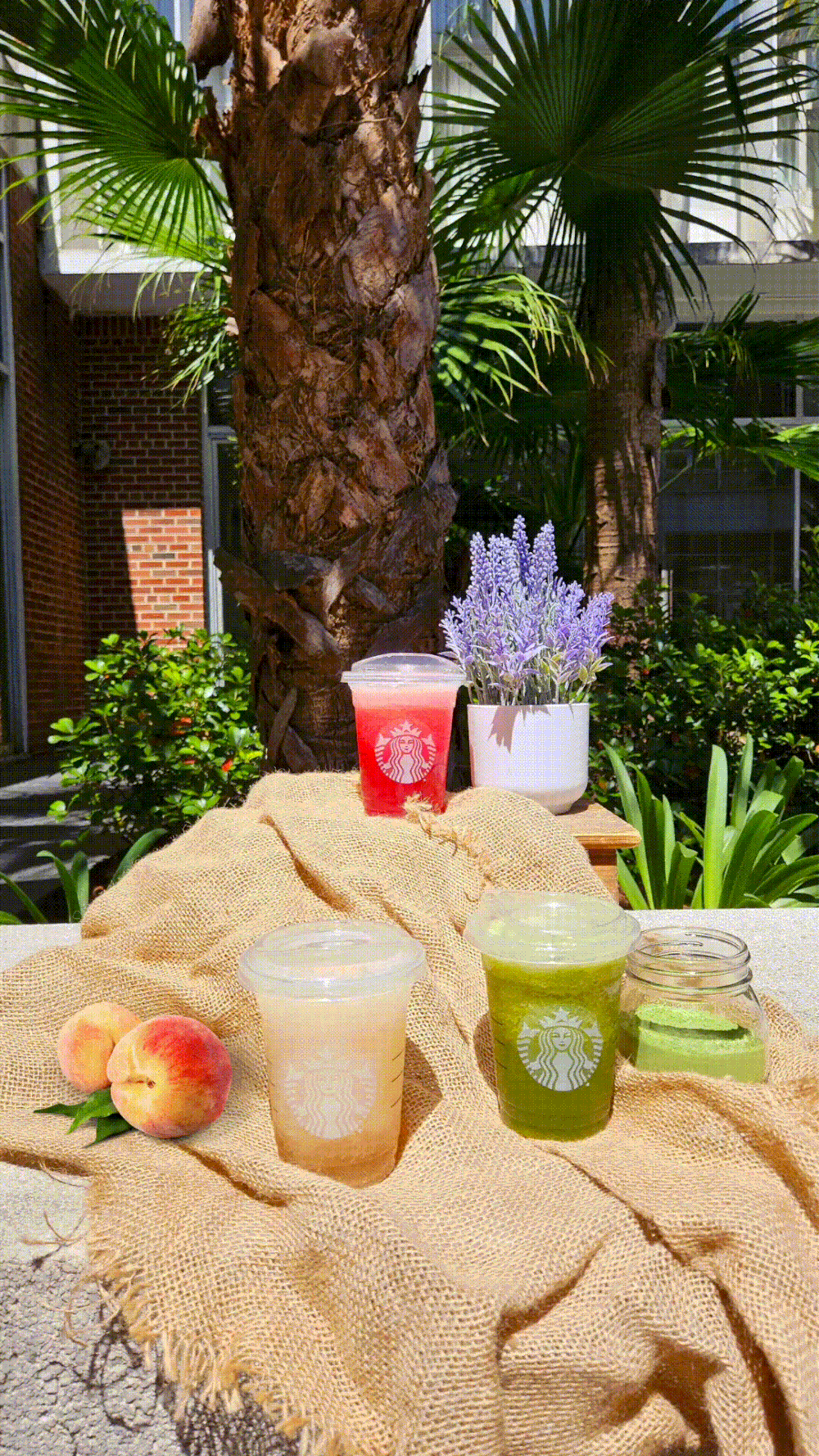 Starbucks-Peach-Tea-Freeze-Story_20240404_150833_0001.gif