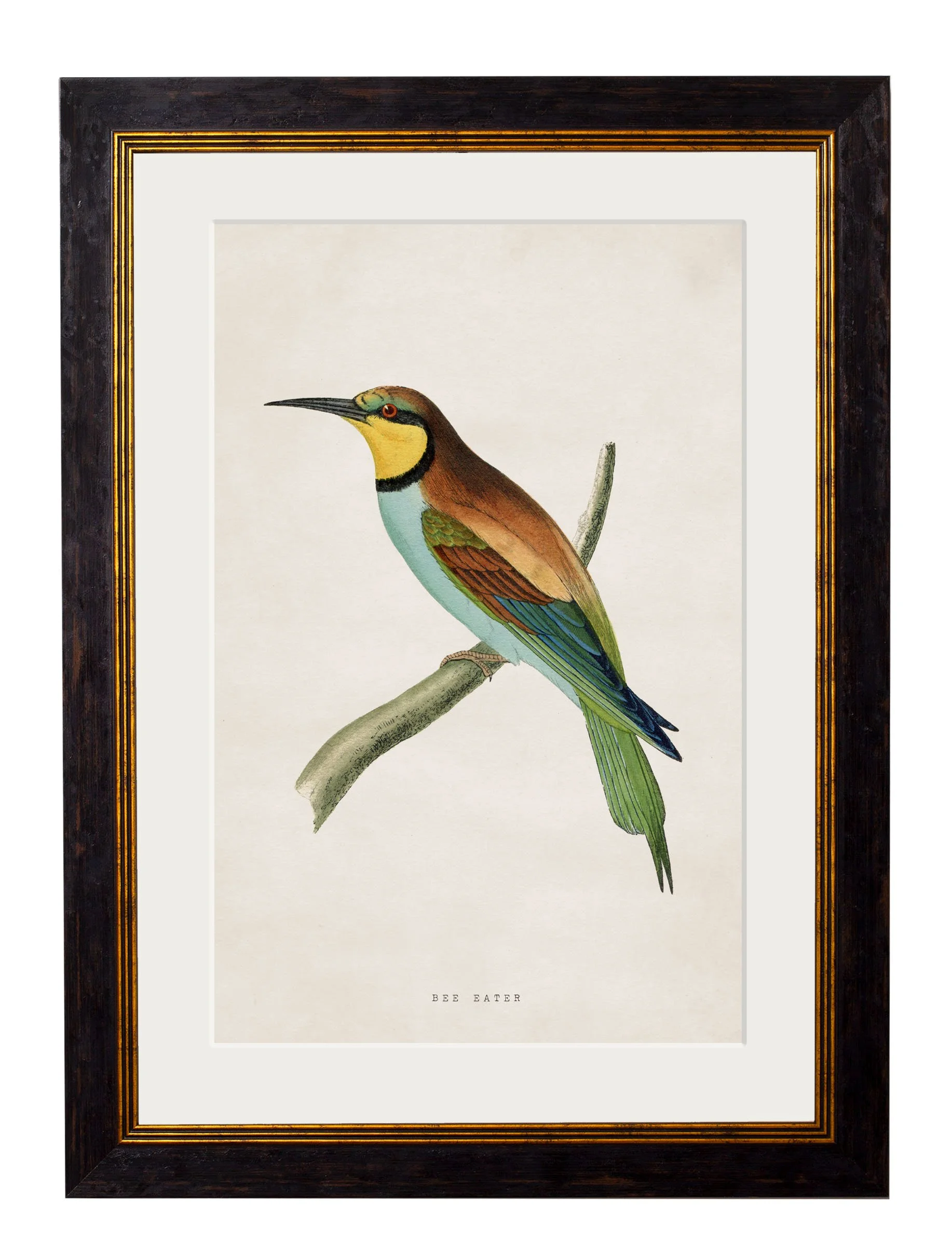 bee eater.jpg