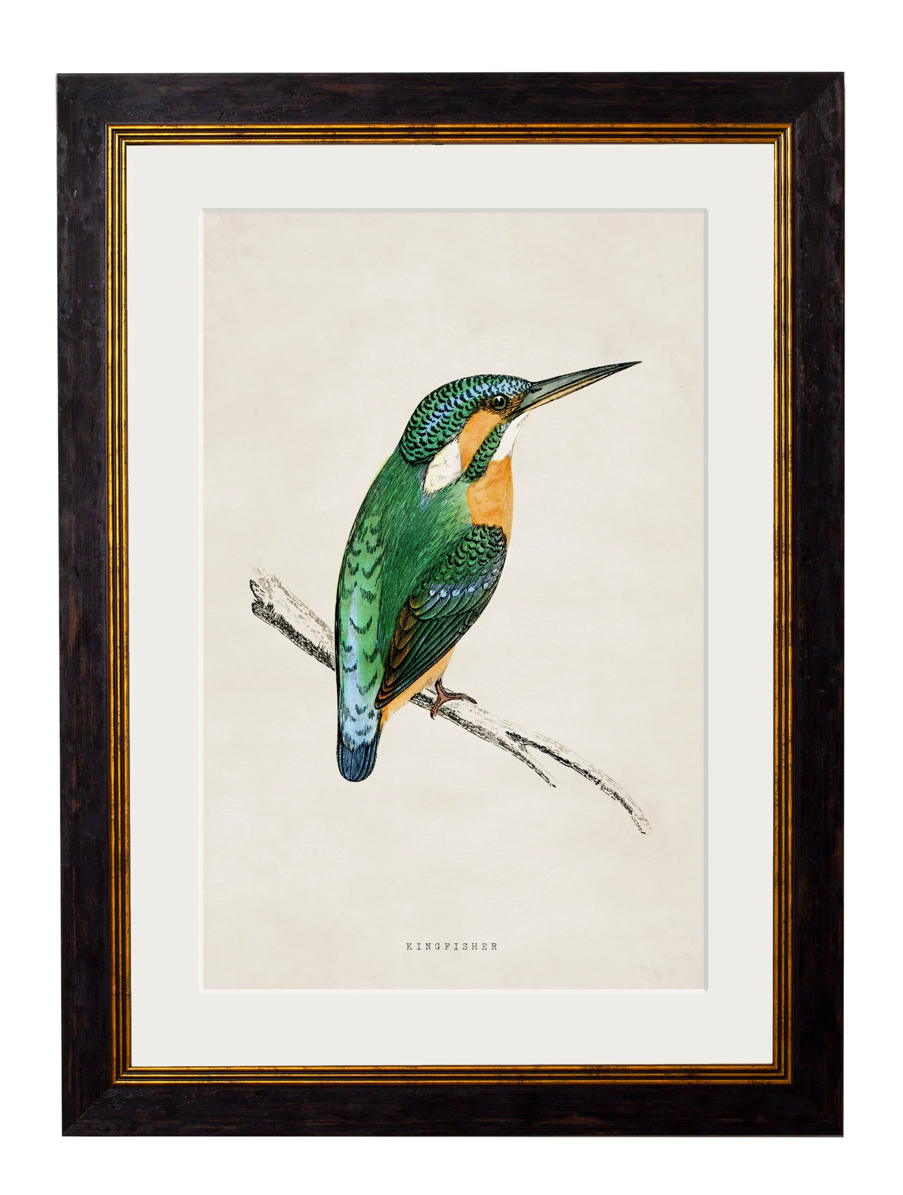 kingfisher.jpg