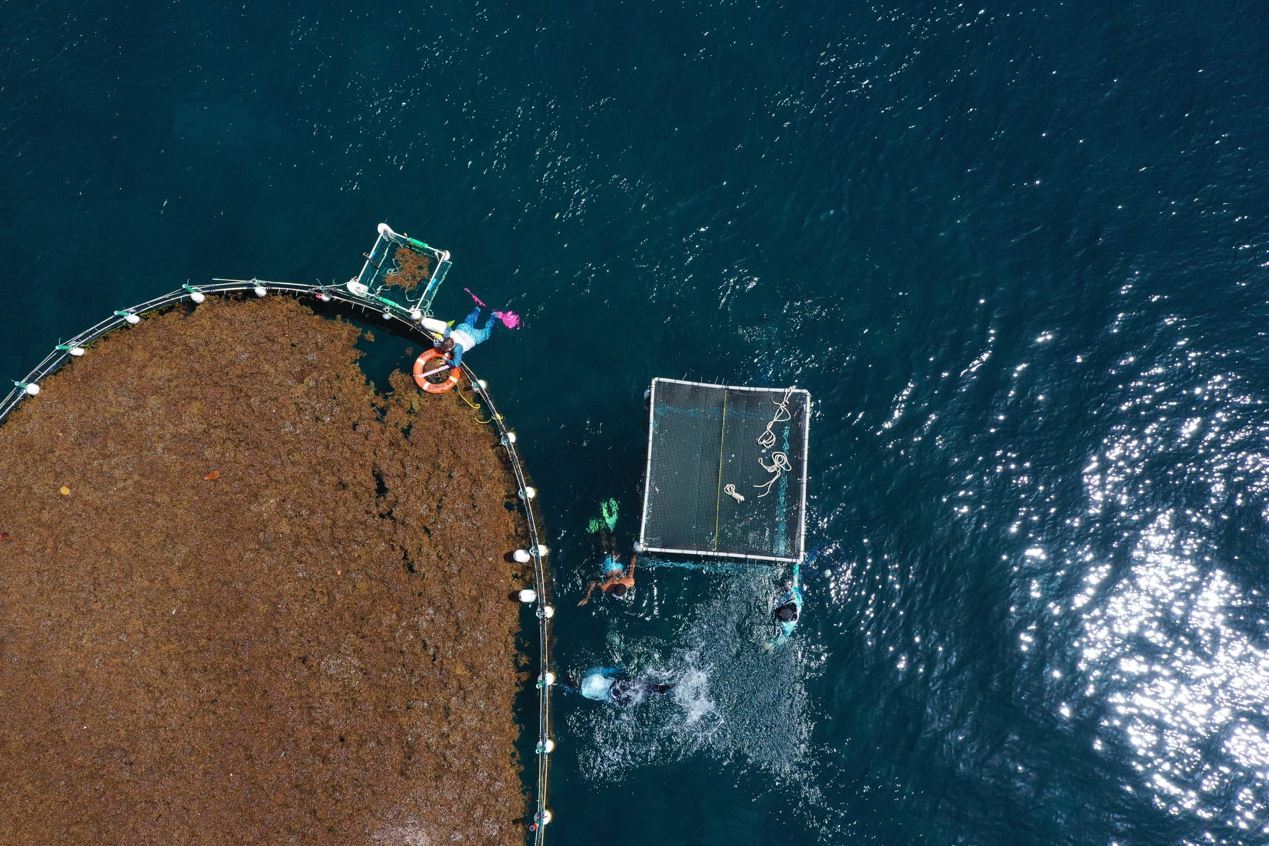 Seafields Today: Our Approach to Responsible Sargassum Management