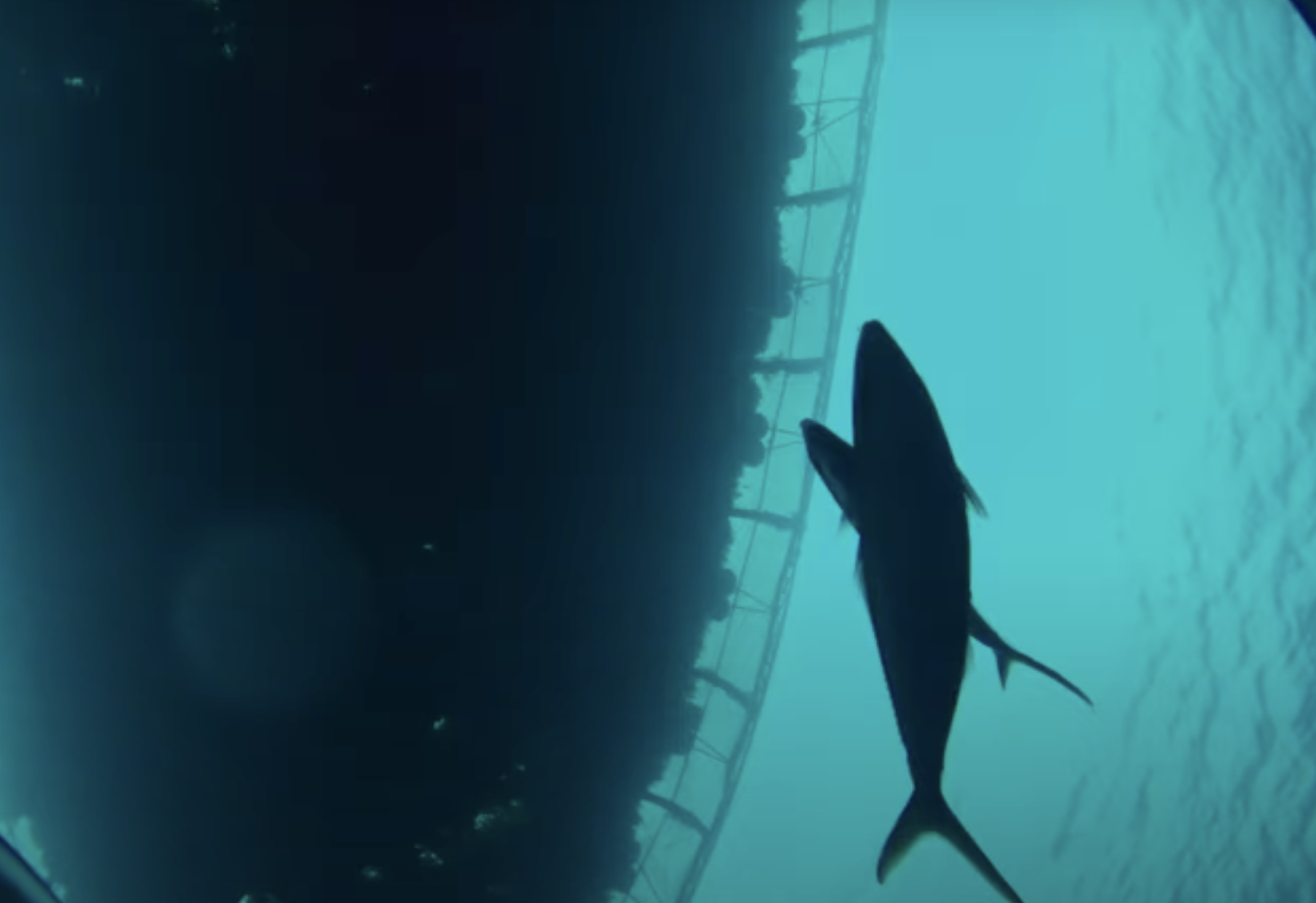 Fish underneath our paddocks.png