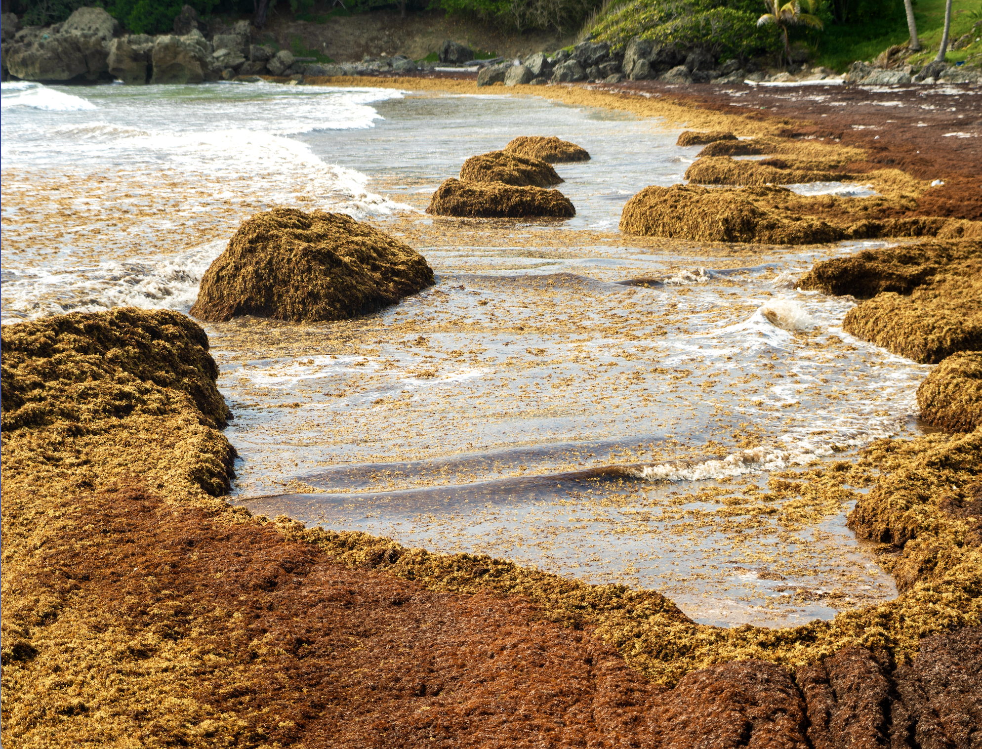 Sargassum Bloom Barbados (1).png
