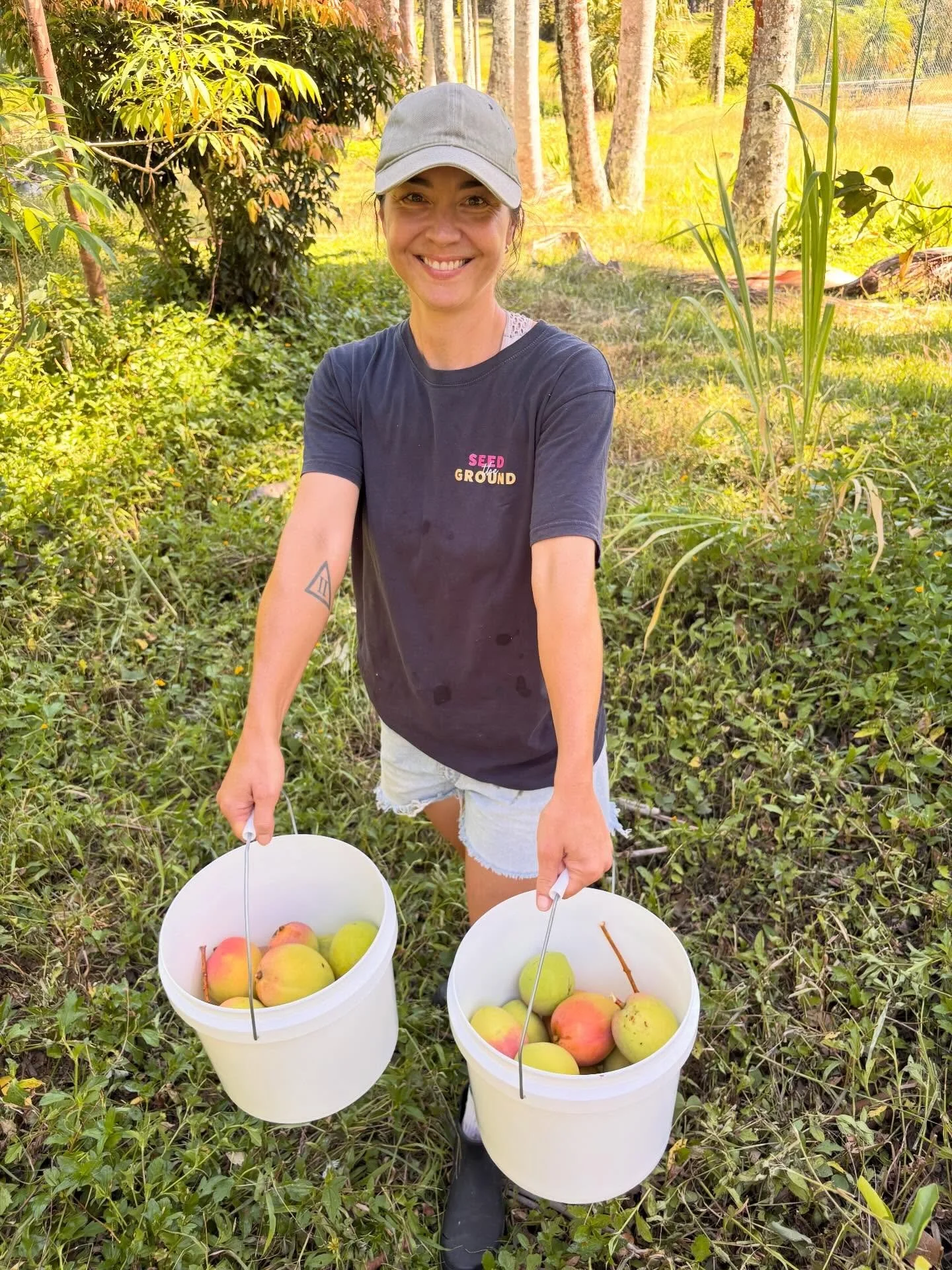 🥭While building a compost pile for a home gardener we spied mangos! Of course the team just happend to have the most useful tool for these 'bursts of sunshine' growing at height! 

The sweat was worth it 🥭🥵😋 

#subtropicalgarden #mangos #sweaty #