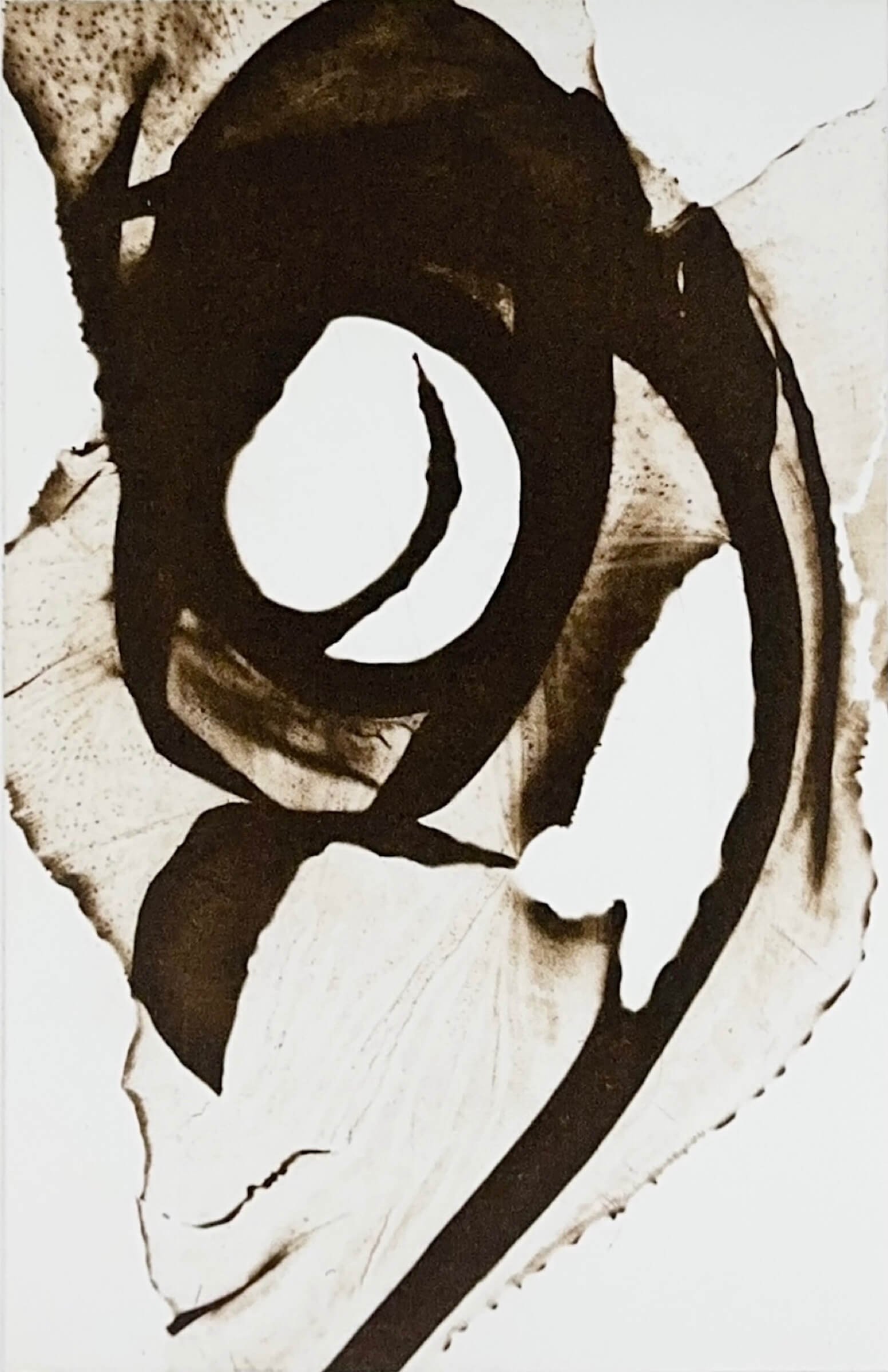 Relic: Dabberlocks 3. Portia Knight. Seaweed Art. Cameraless polymer photogravure
